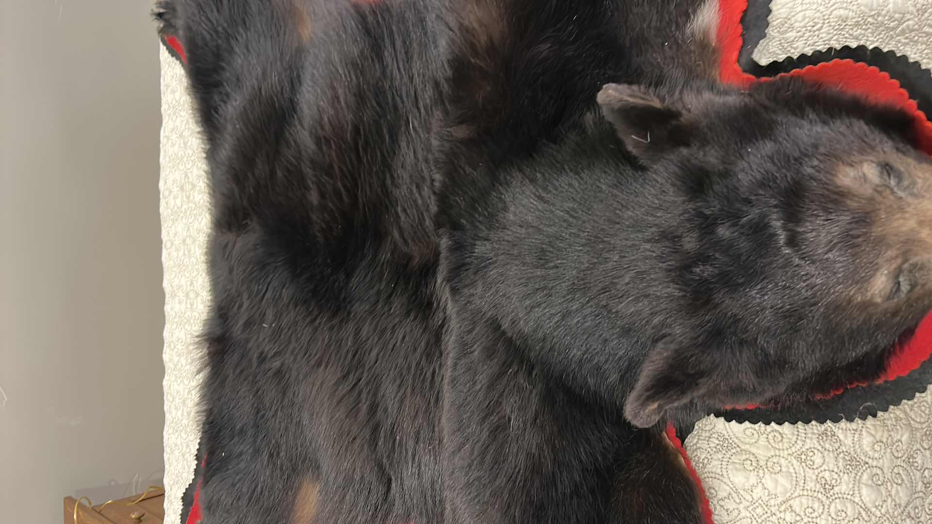 Photo 3 of LARGE BLACK BEAR RUG FROM VANCOUVER ISLAND, BRITISH COLUMBIA 5’ x 5’