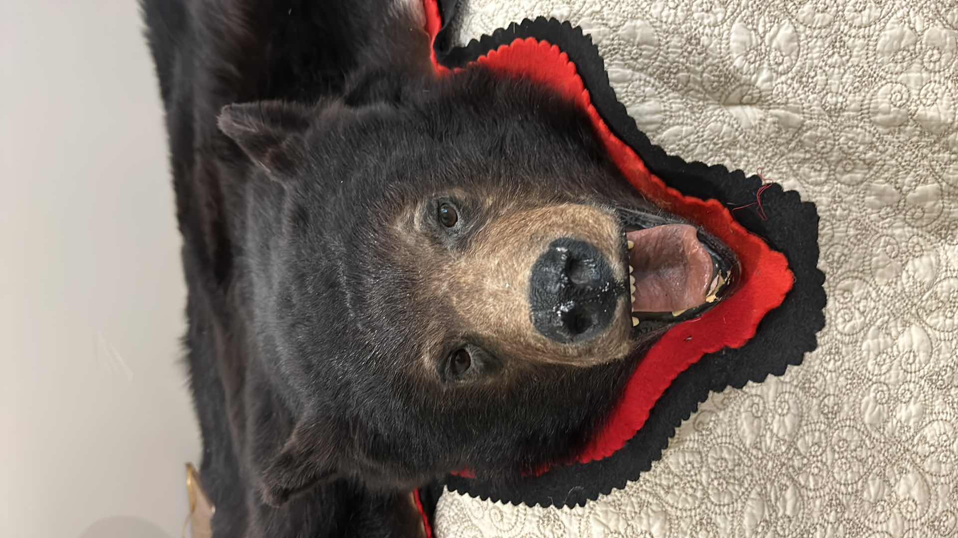 Photo 2 of LARGE BLACK BEAR RUG FROM VANCOUVER ISLAND, BRITISH COLUMBIA 5’ x 5’