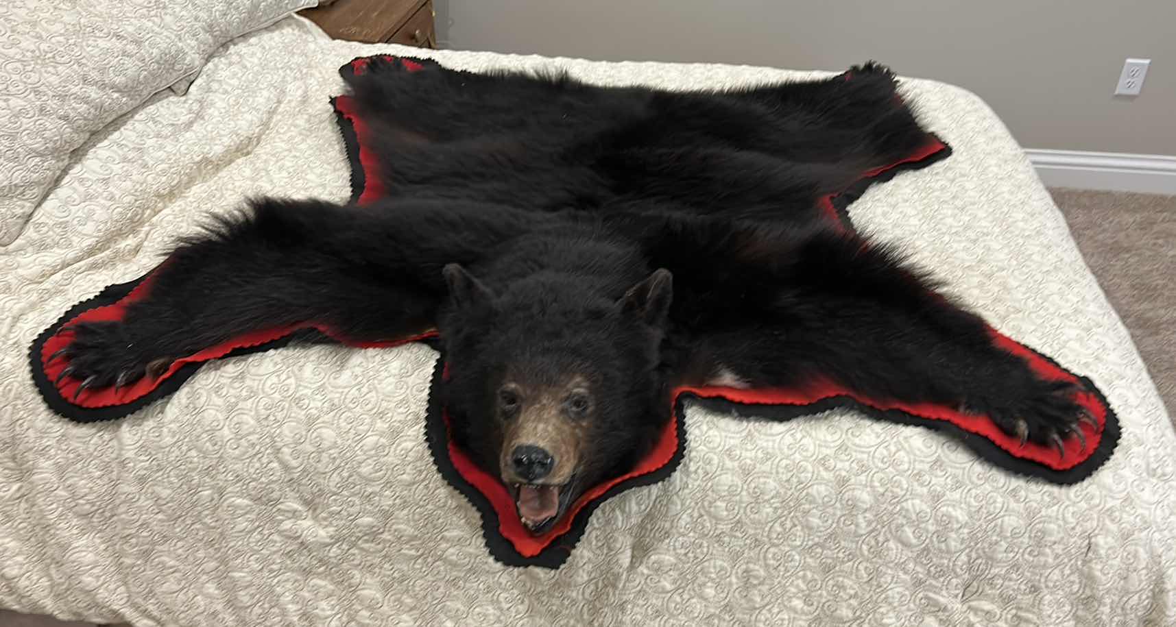 Photo 7 of LARGE BLACK BEAR RUG FROM VANCOUVER ISLAND, BRITISH COLUMBIA 5’ x 5’