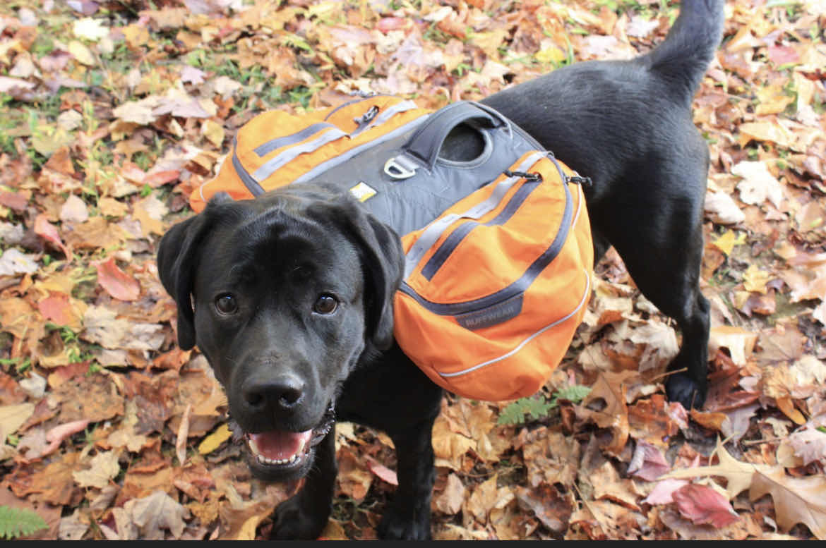 Photo 2 of NEW DOG ASSORTMENT- 2 SMALL CVT BACKPACKS/SADDLE BAGS AND 6 ALPHA PAWS TENNIS BALLS  $60