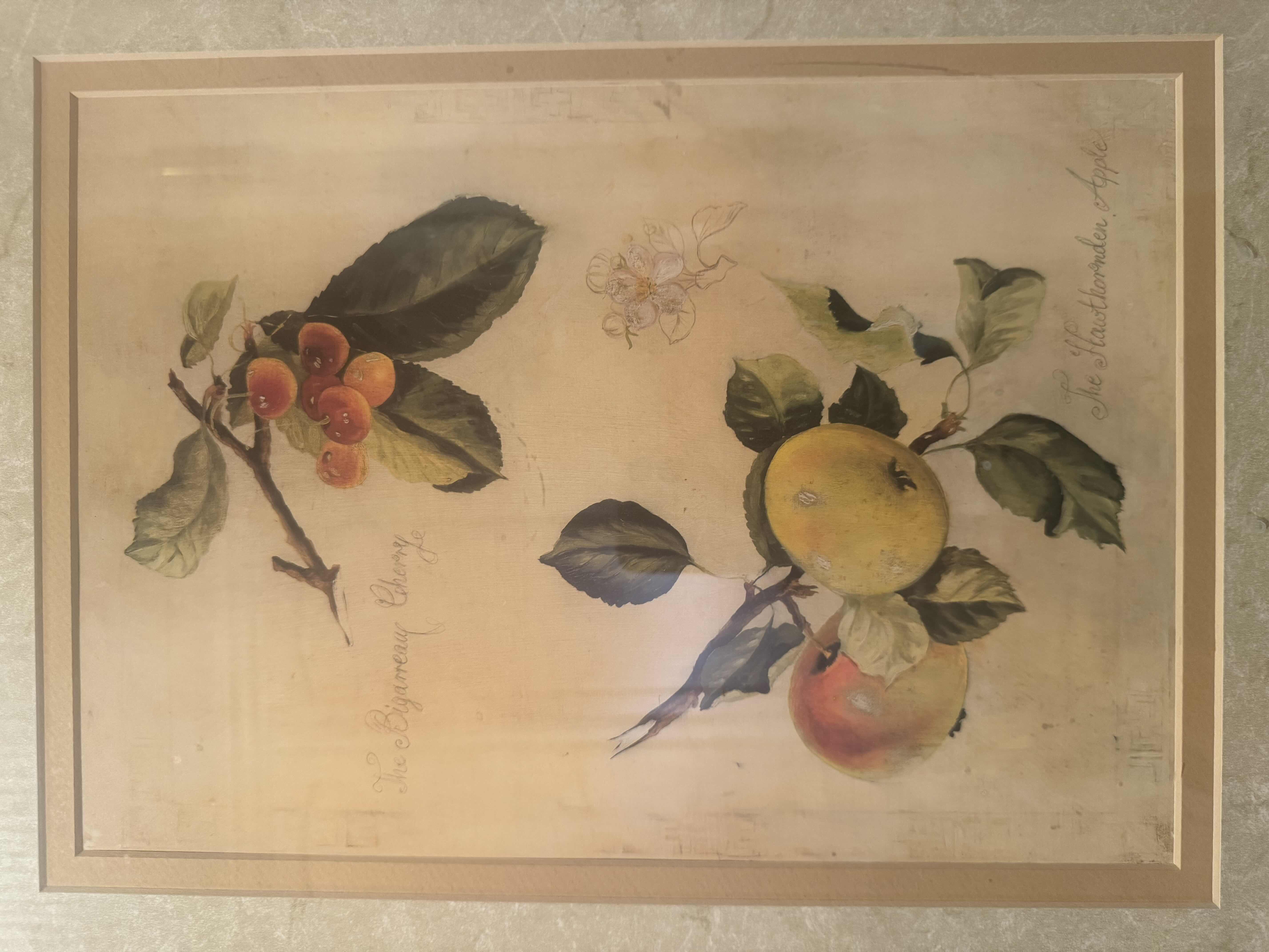 Photo 1 of VINTAGE FABRICE DE VILLENEUVE WILD APPLE AND CHERRY RESIN FRAMED PRINT
W20” X H23”