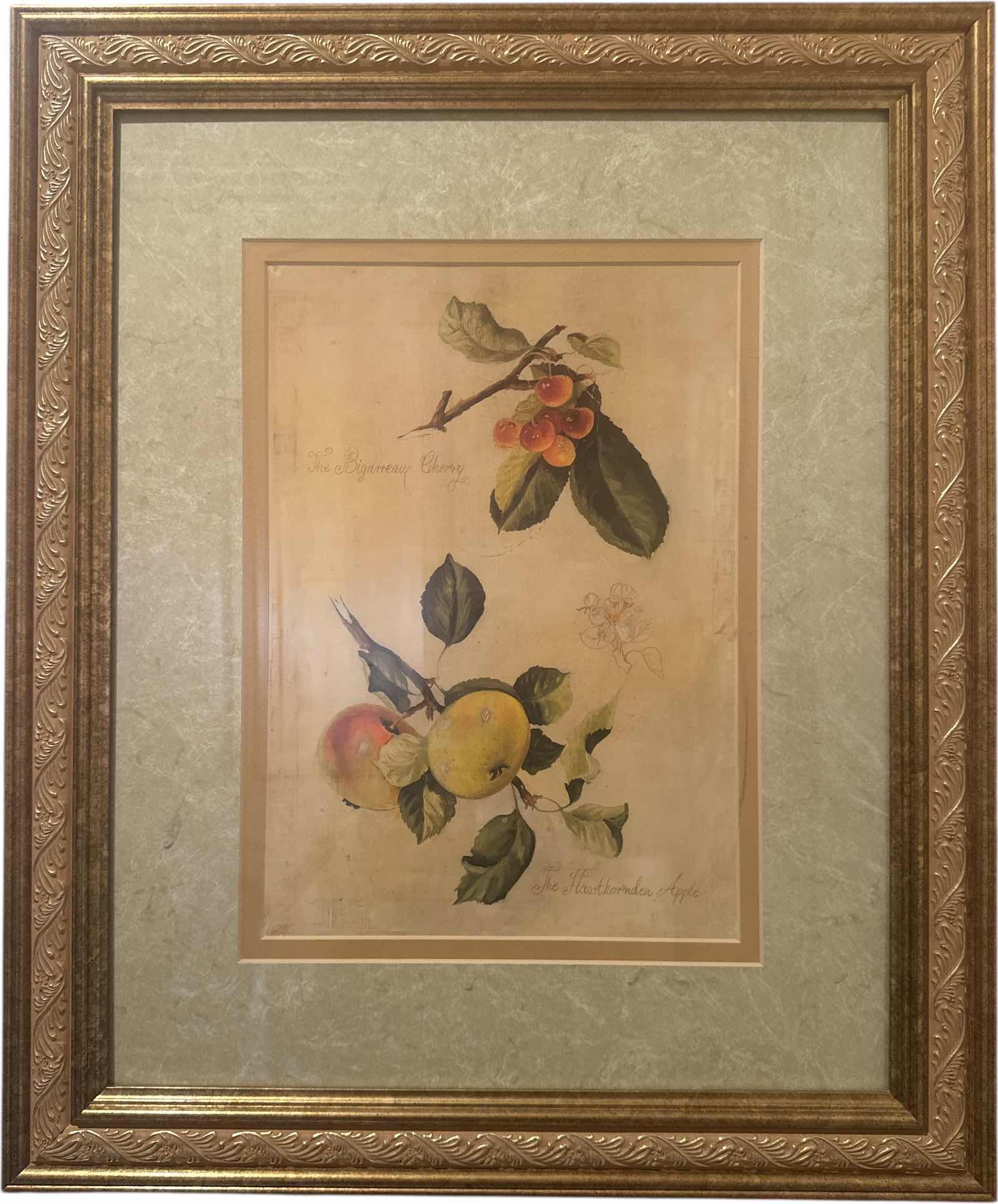 Photo 1 of VINTAGE FABRICE DE VILLENEUVE WILD APPLE AND CHERRY RESIN FRAMED PRINT
W20” X H23”
