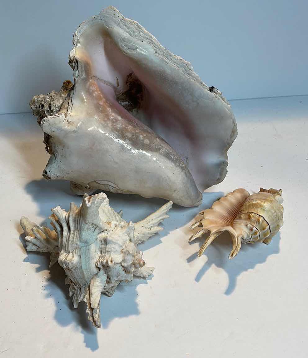 Photo 1 of CONCH SHELL & MORE