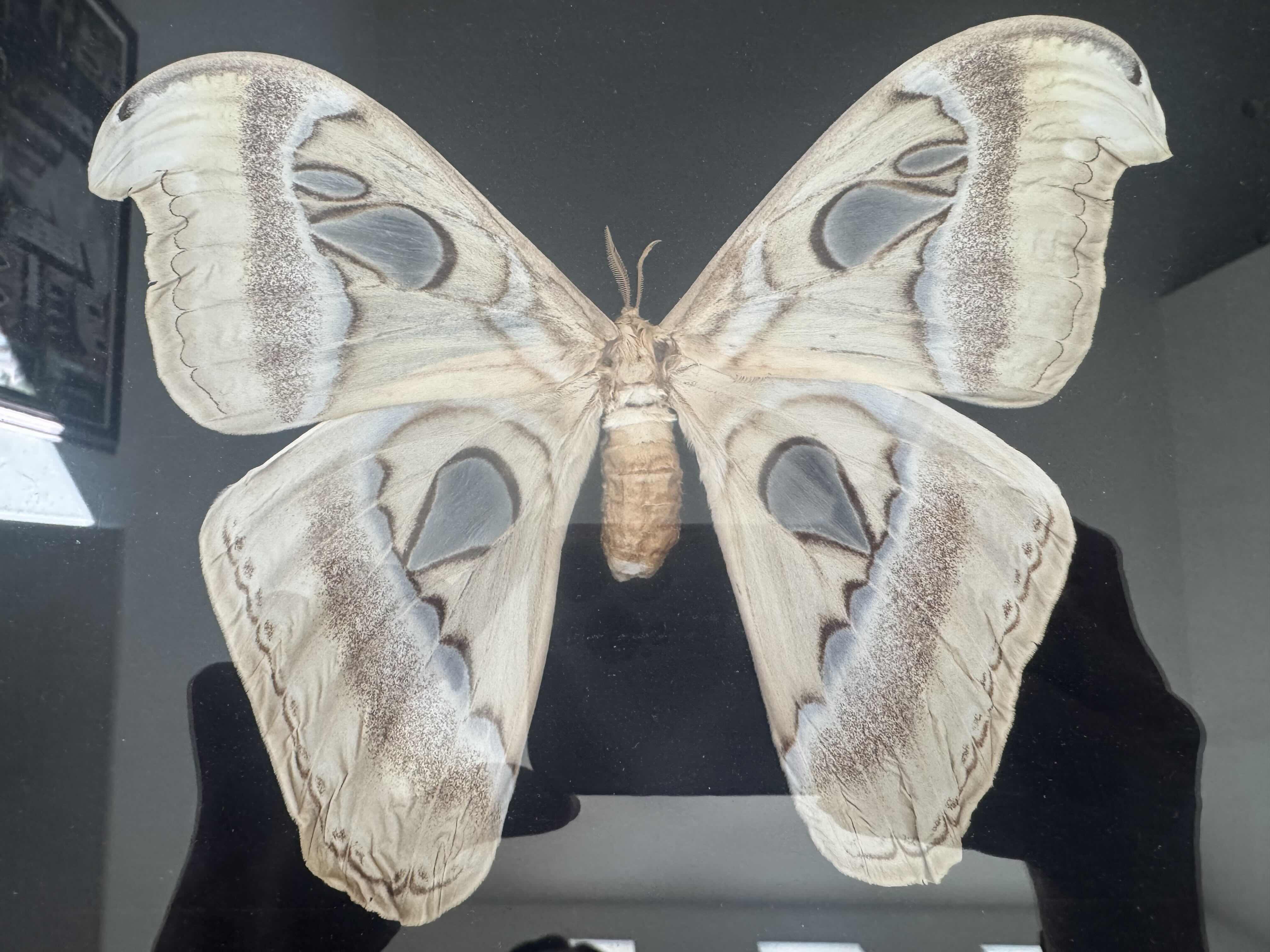 Photo 1 of 75
VINTAGE OAKWOOD FRAMED ATTACUS ATLAS MOTH, TAXIDERMY, ARTWORK, HOME DECOR. 

14.5” X 12” X H2”