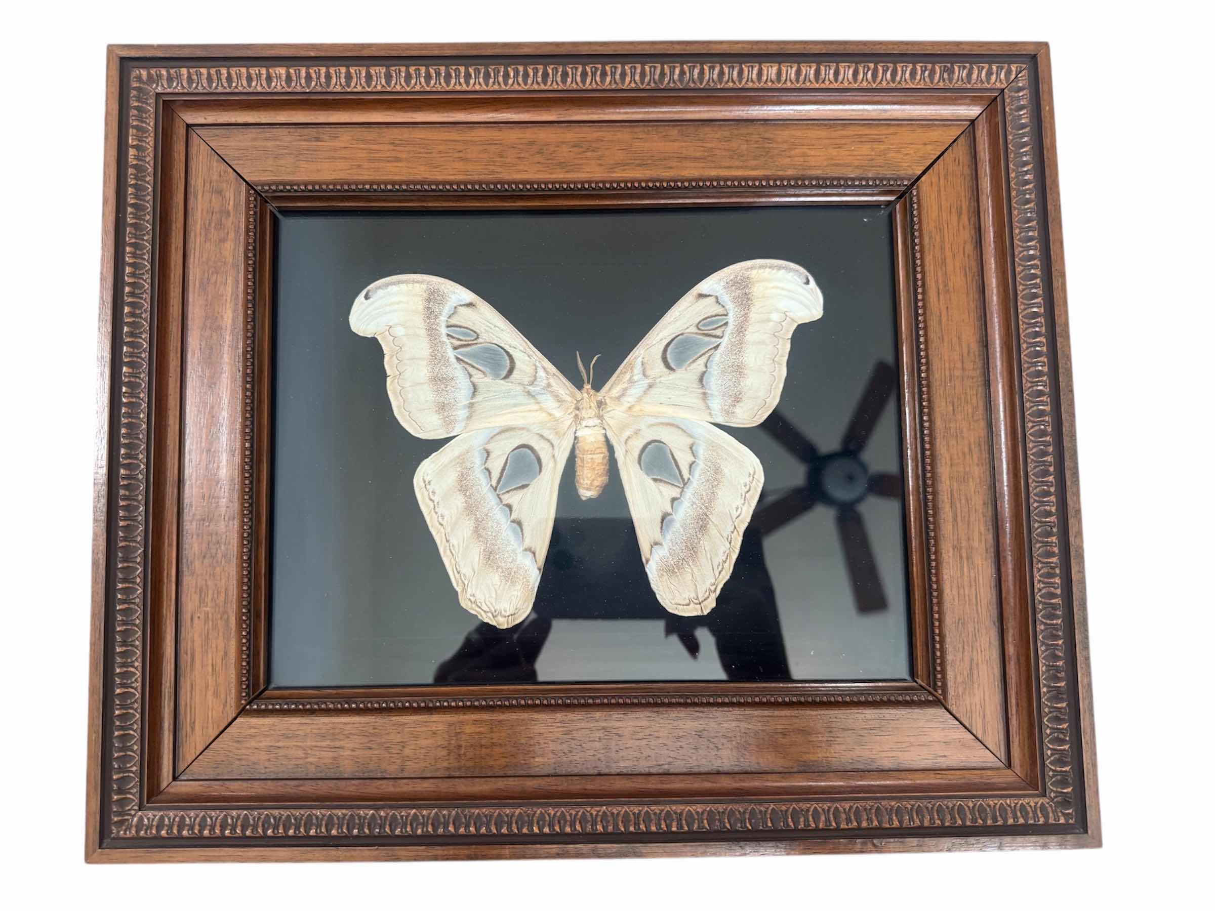 Photo 1 of 75
VINTAGE OAKWOOD FRAMED ATTACUS ATLAS MOTH, TAXIDERMY, ARTWORK, HOME DECOR.
14.5” X 12” X H2”