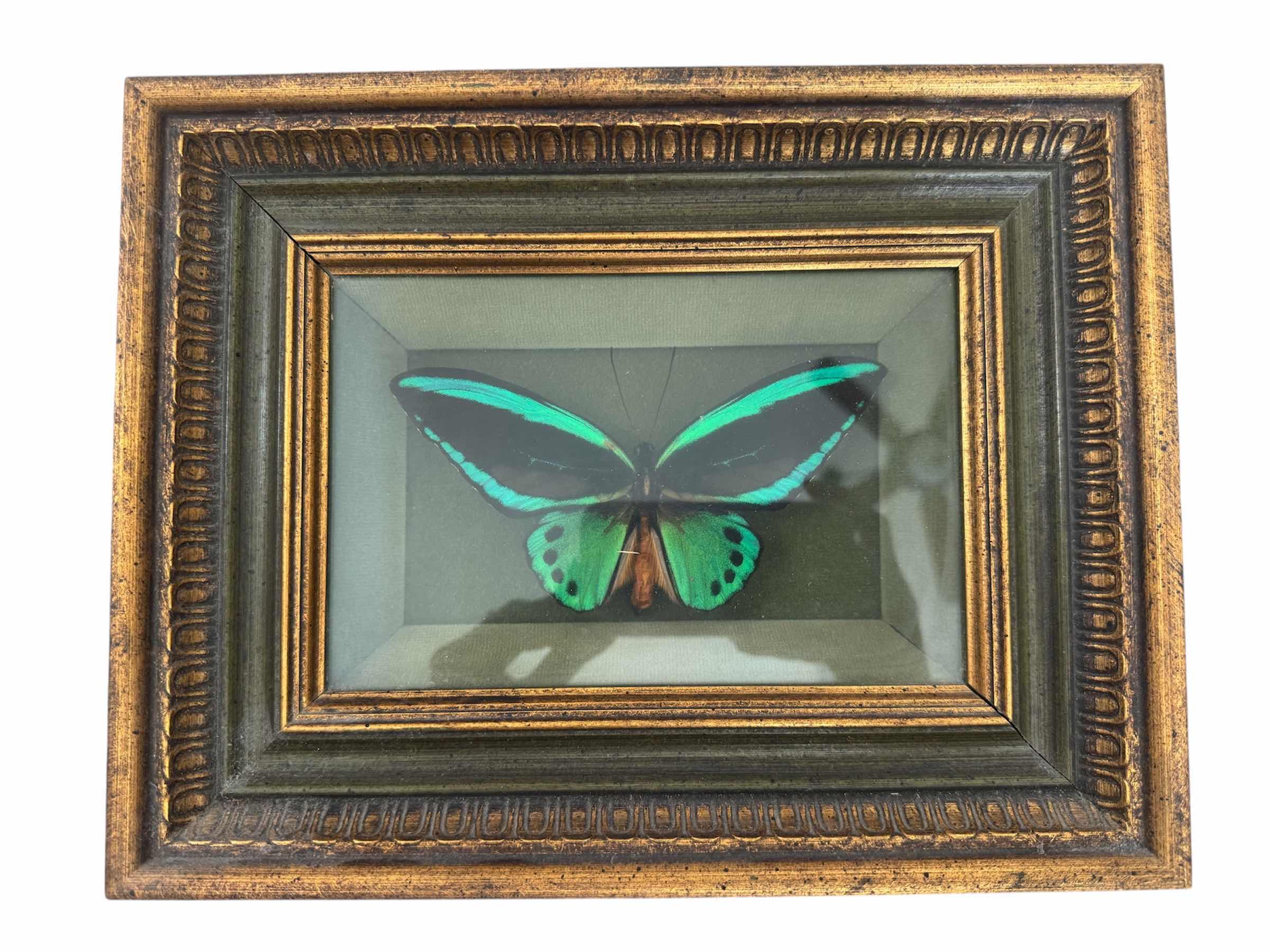 Photo 1 of 270
VINTAGE FRAMED QUEEN ALEXANDRA BIRDWING, MALE, ORNITHOPTERA POSEIDON HECUBA, SOLOMON ISLANDS. TAXIDERMY, ARTWORK, HOME DECOR. 

11.5” X 9” X H2.25”