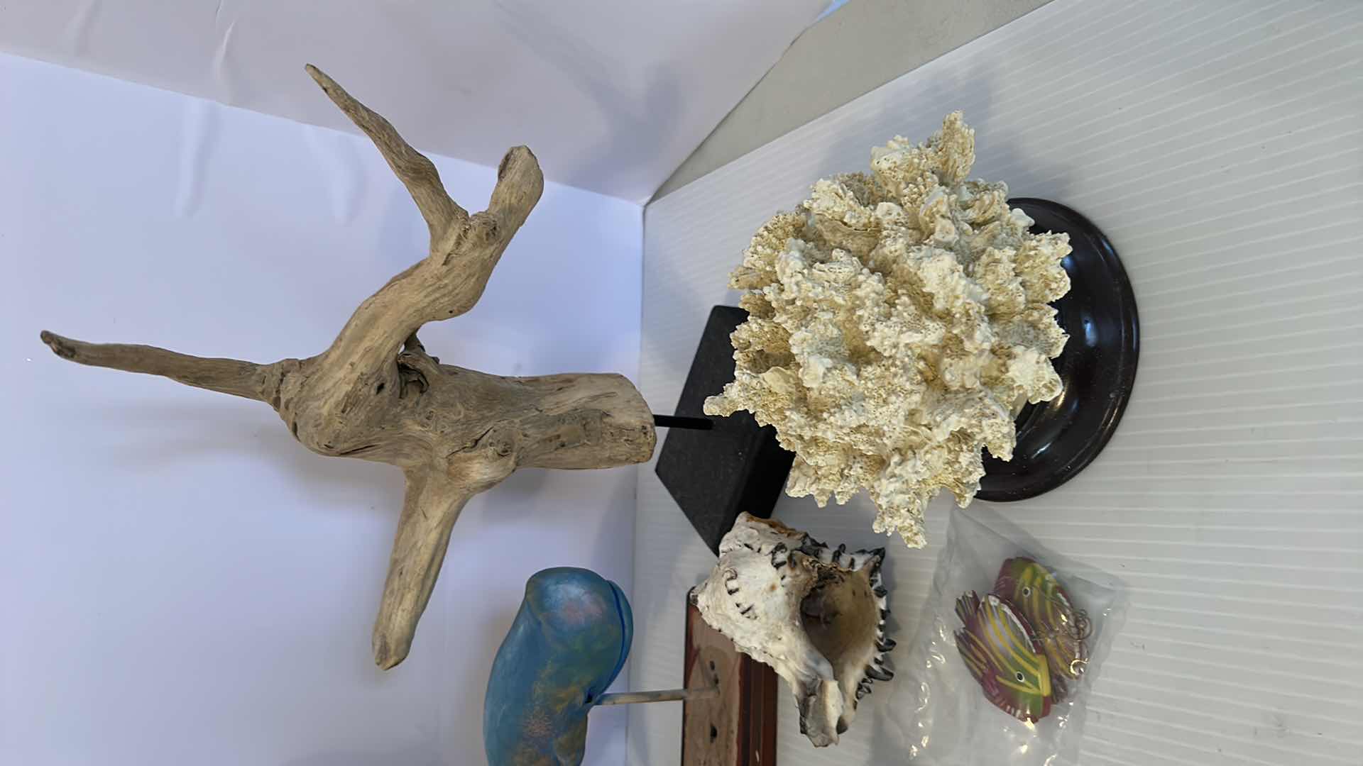 Photo 1 of ASSORTED DRIFT WOOD SHELLS