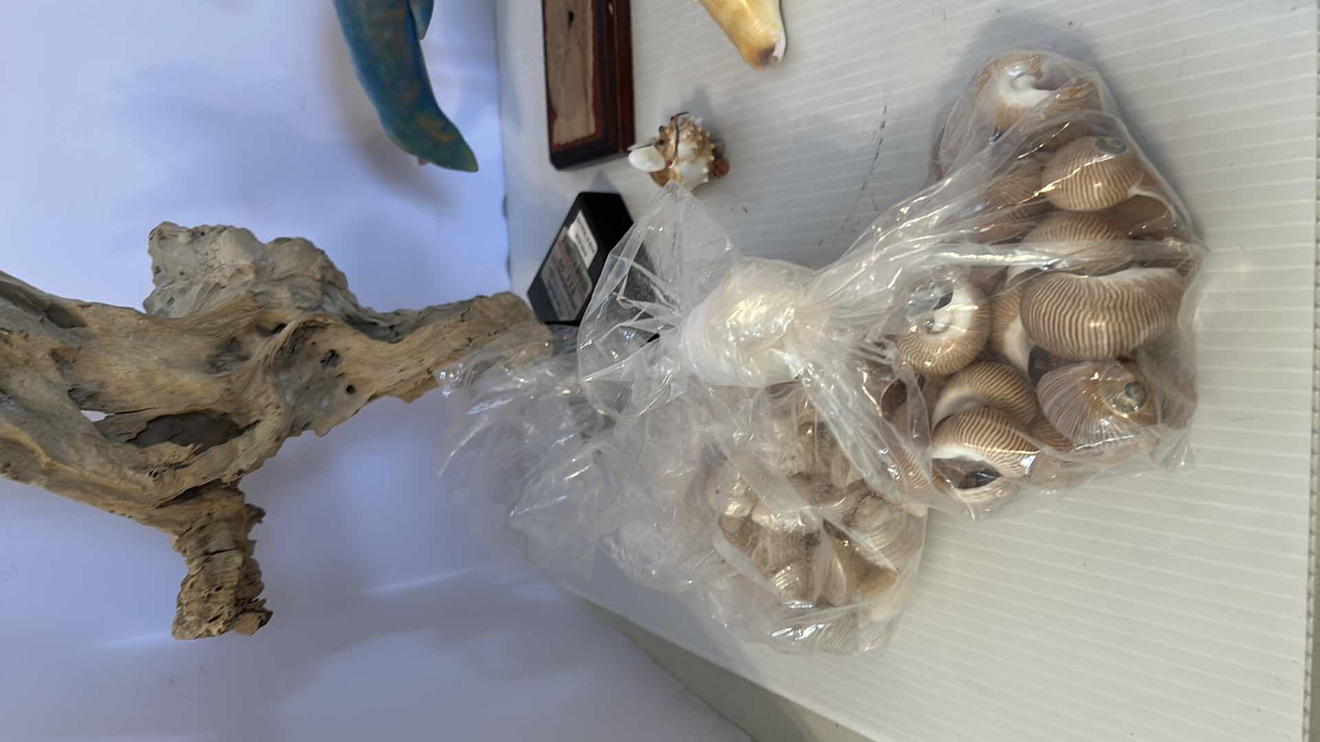 Photo 1 of ASSORTED DRIFT WOOD SHELLS