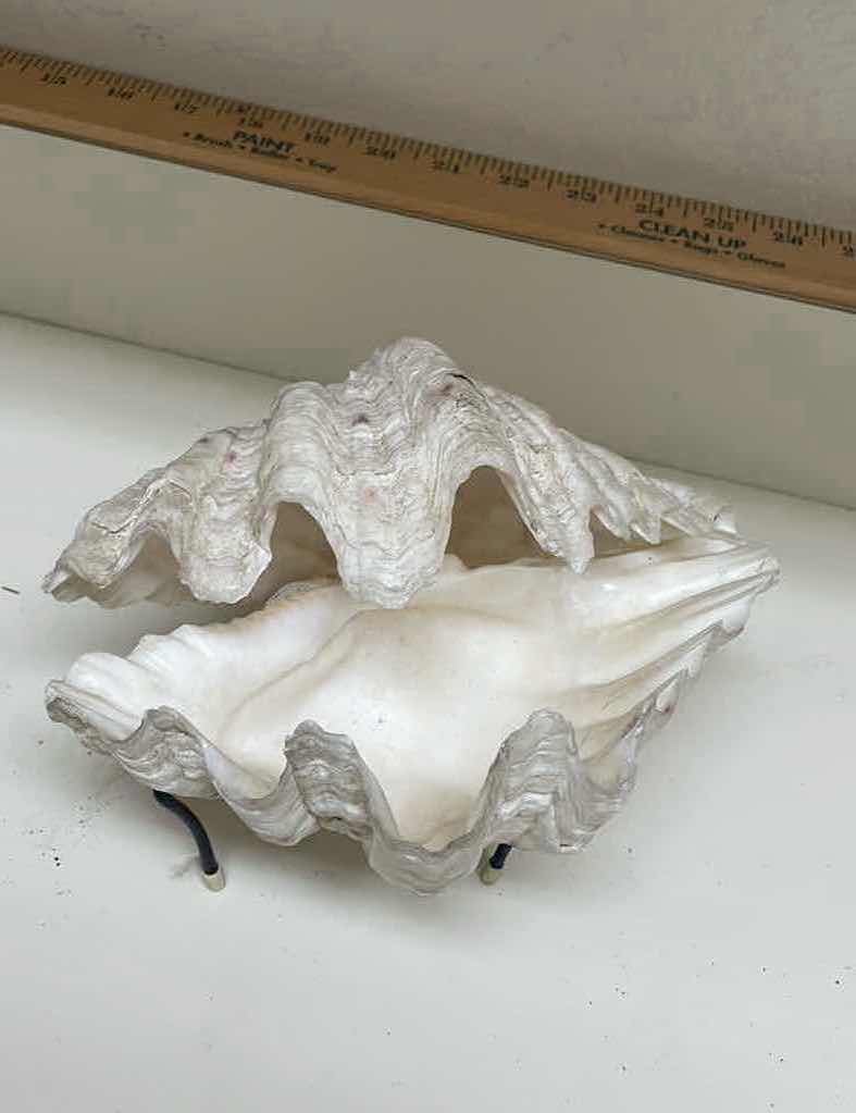 Photo 4 of CLAM SHELL W/ STAND 8” x 5”