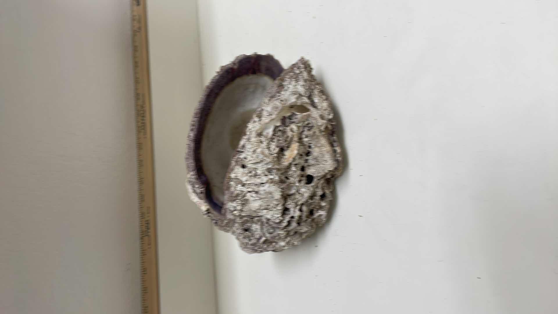 Photo 3 of GIANT SHELL 9”x5”