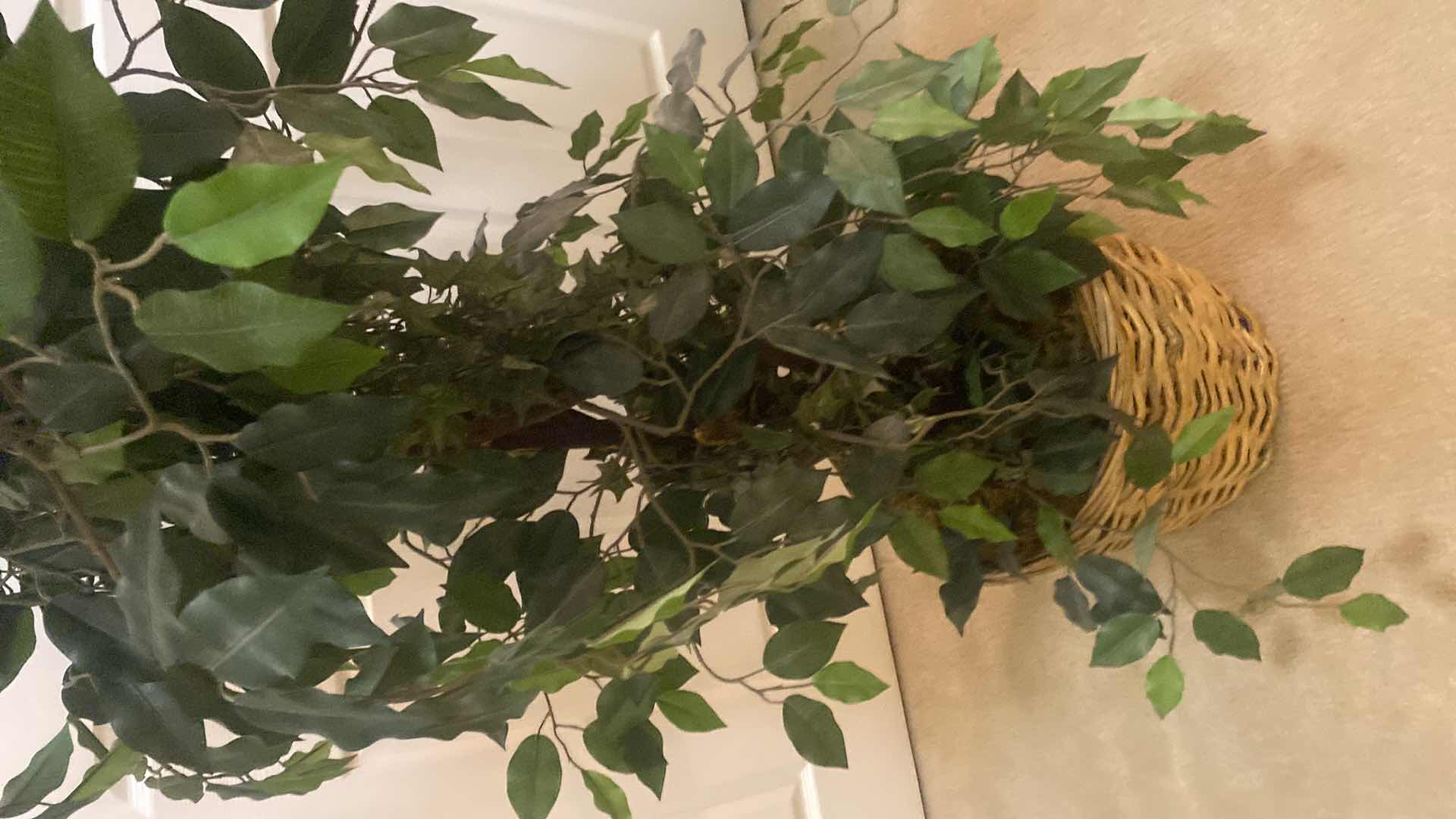 Photo 1 of FAUX FICUS TREE WITH BASKET H68”
