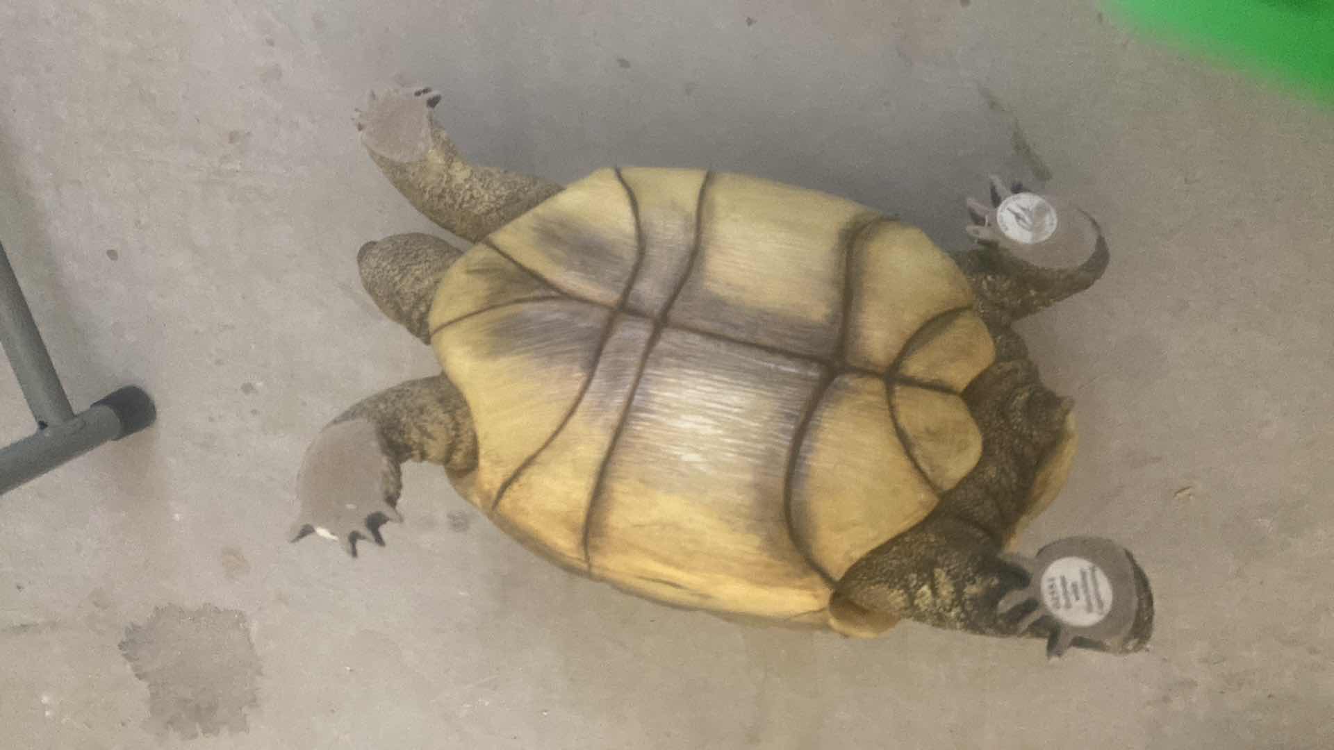 Photo 1 of HAND PAINTED  WOOD TORTOISE 7” x 12”