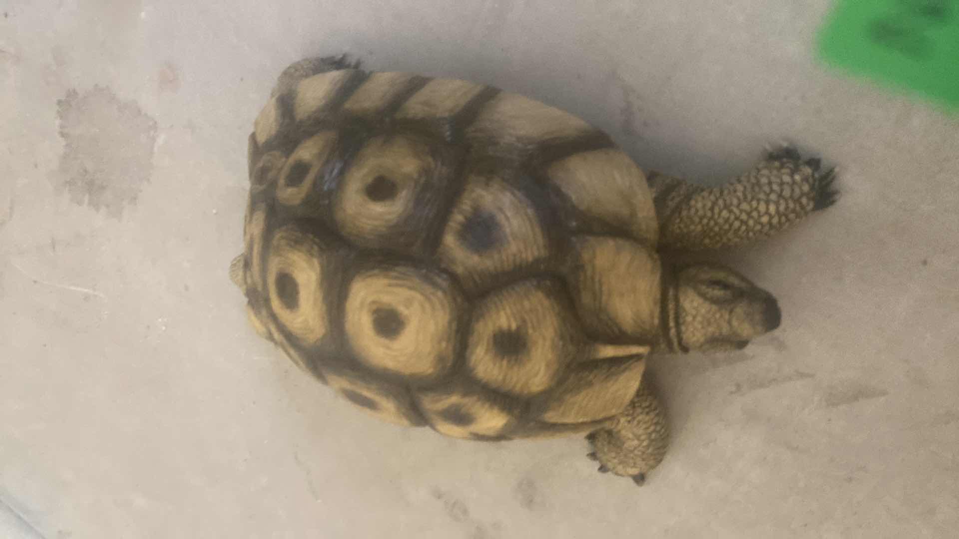 Photo 1 of HAND PAINTED  WOOD TORTOISE 7” x 12”