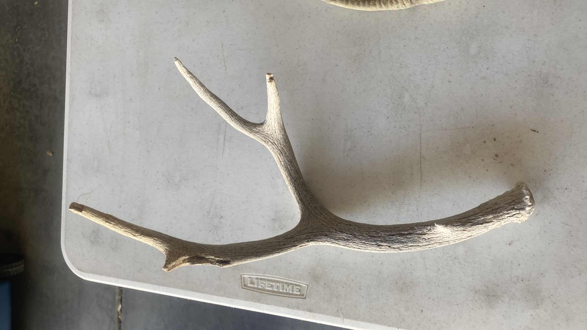 Photo 1 of ANTLER & 2 HORNS