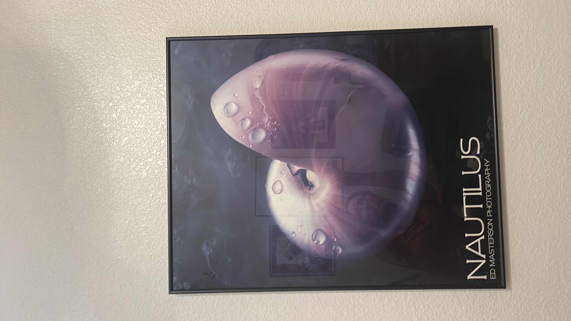 Photo 2 of FRAMED "NAUTILUS SHELL" ARTWORK 22“ x 28“