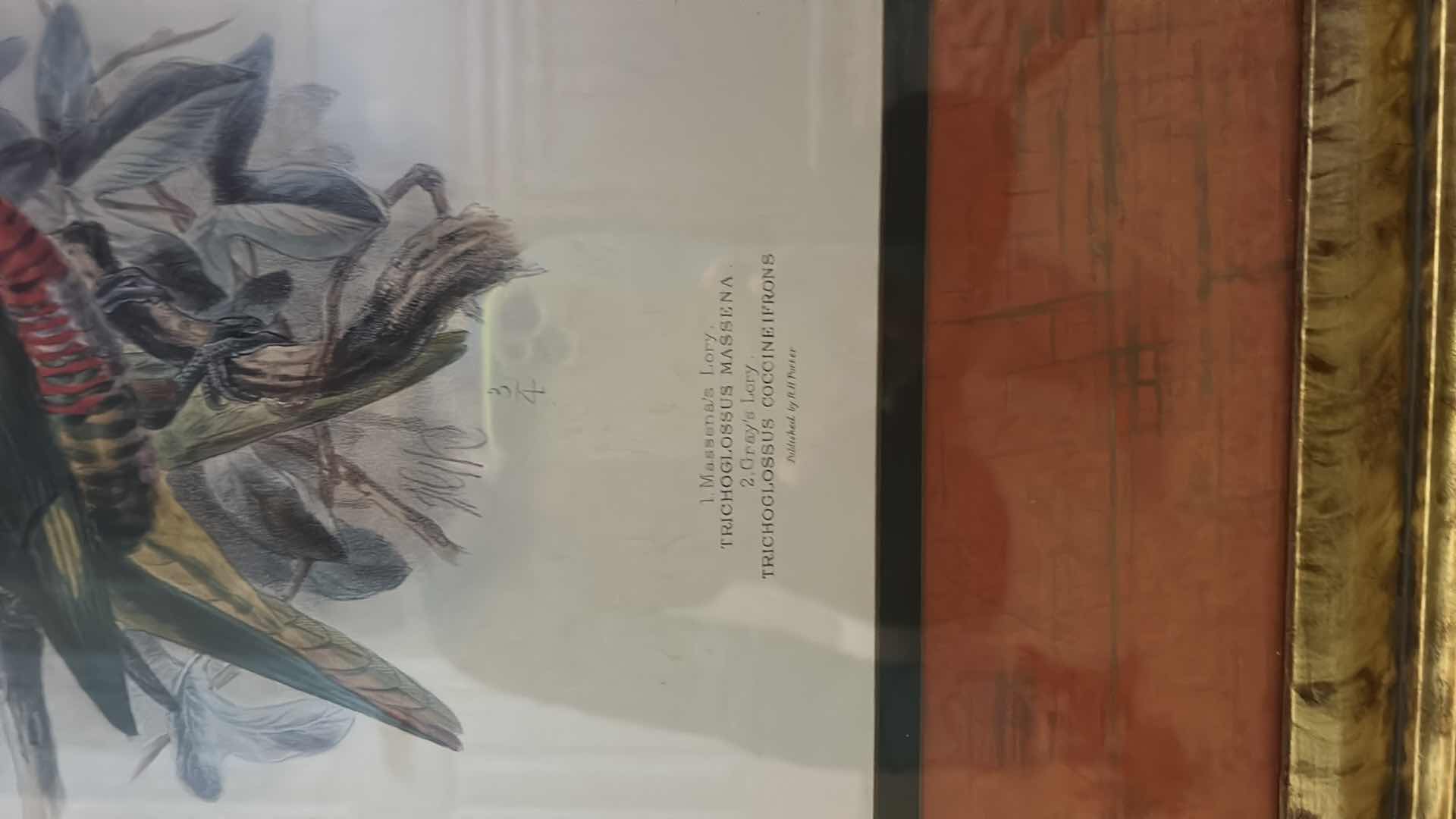 Photo 1 of GOLD W BLACK ORNATE FRAMED MASSENA’S LORY BY MIVART ARTWORK 23 1/2“ x 27 1/2“