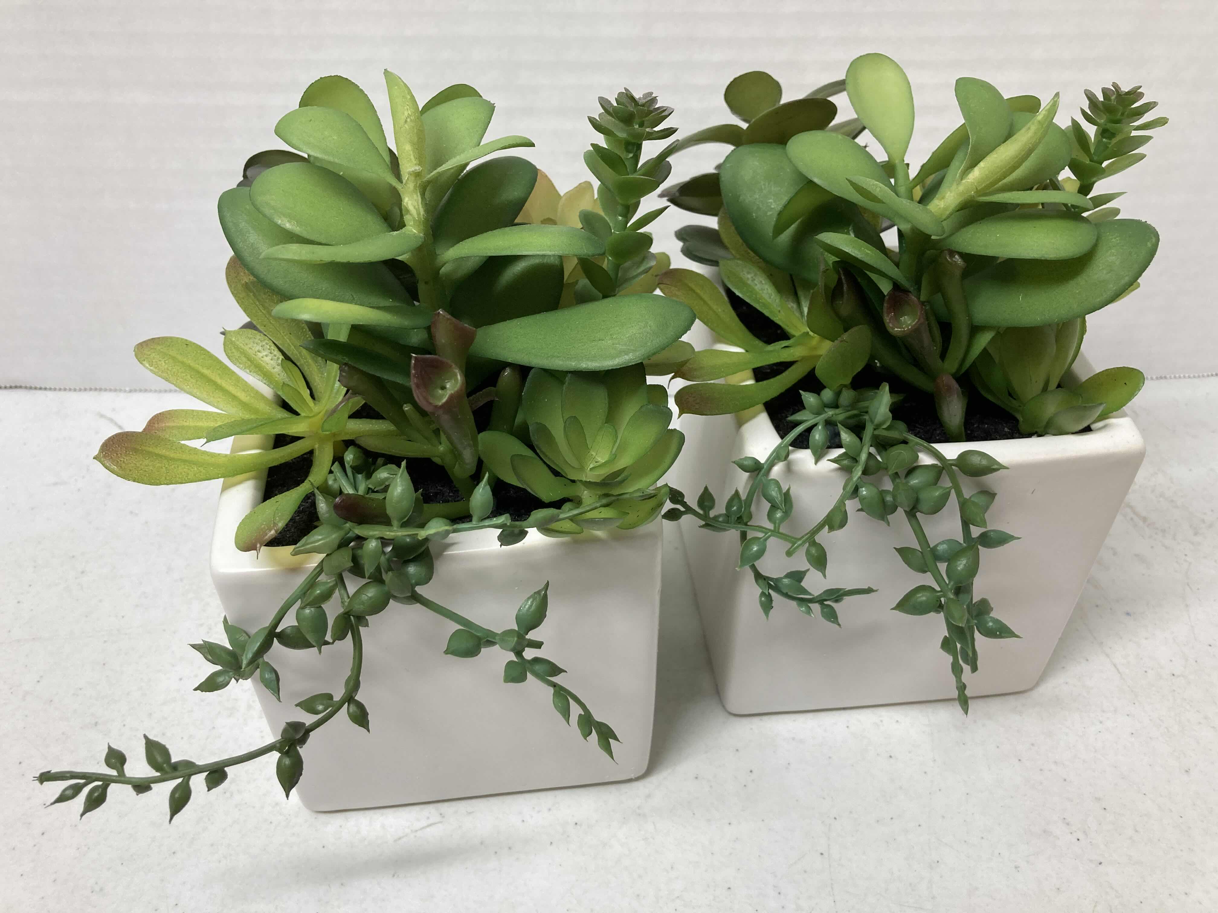 Photo 1 of NEW TARGET BRAND SUCCULENT PLANT W SQUARE CERAMIC POT (SET OF 2) 4” X 7.5”