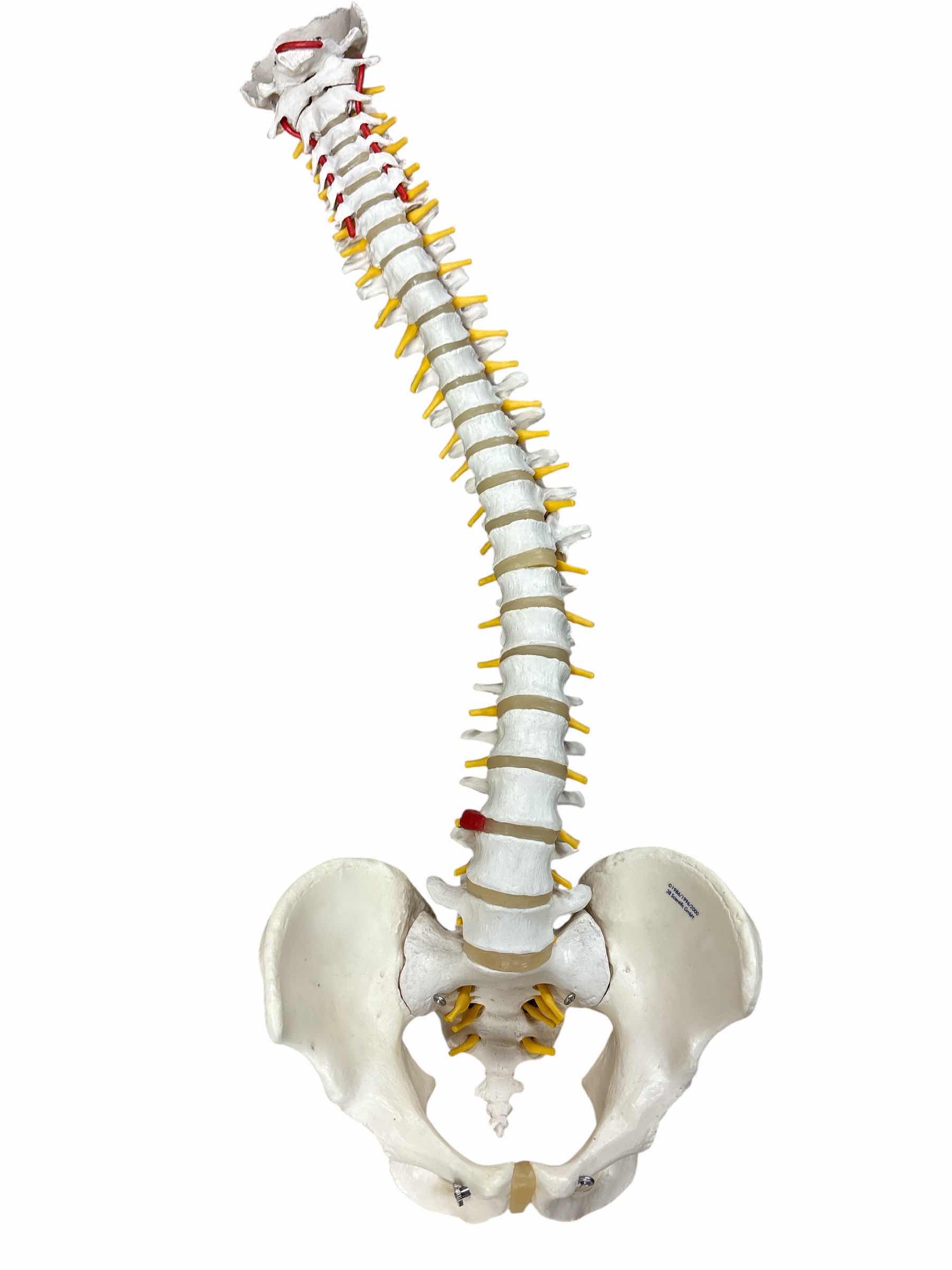 Photo 1 of 3B SCIENTIFIC SPINE GmBH