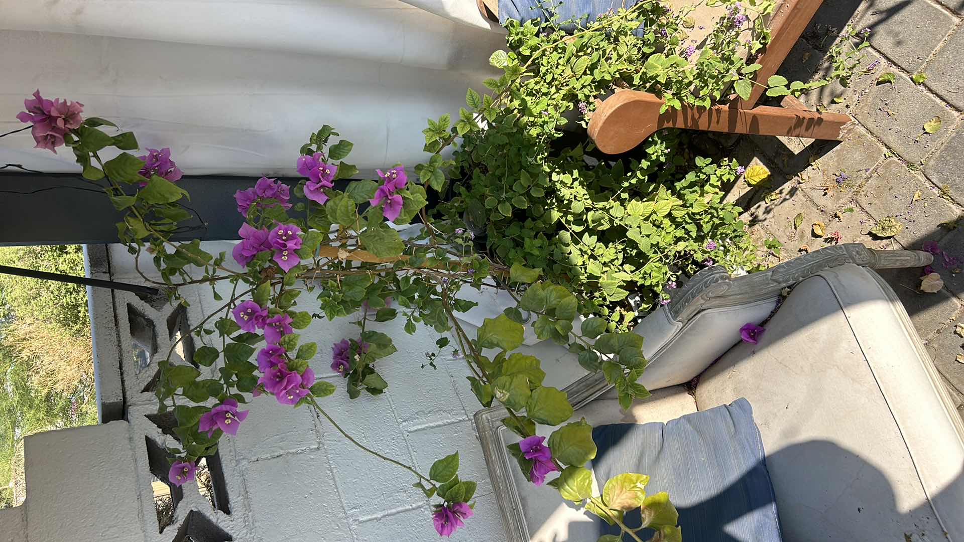 Photo 4 of THREE-PIECE RUSTIC OUTDOOR DÉCOR WEATHERED AND UNIQUE ONE CHAIR, ONE BENCH, AND ONE POTTED BOUGAINVILLEA PLANT. BENCH MEASURES 54" X 25" X 39".