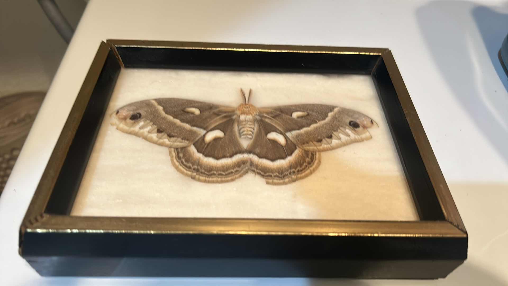 Photo 1 of FRAMED MOTH 7 1/2” x  5 1/2”