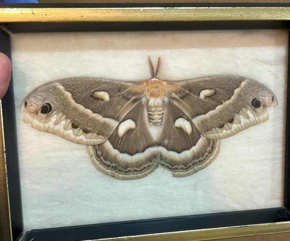 Photo 2 of FRAMED MOTH 7 1/2” x  5 1/2”