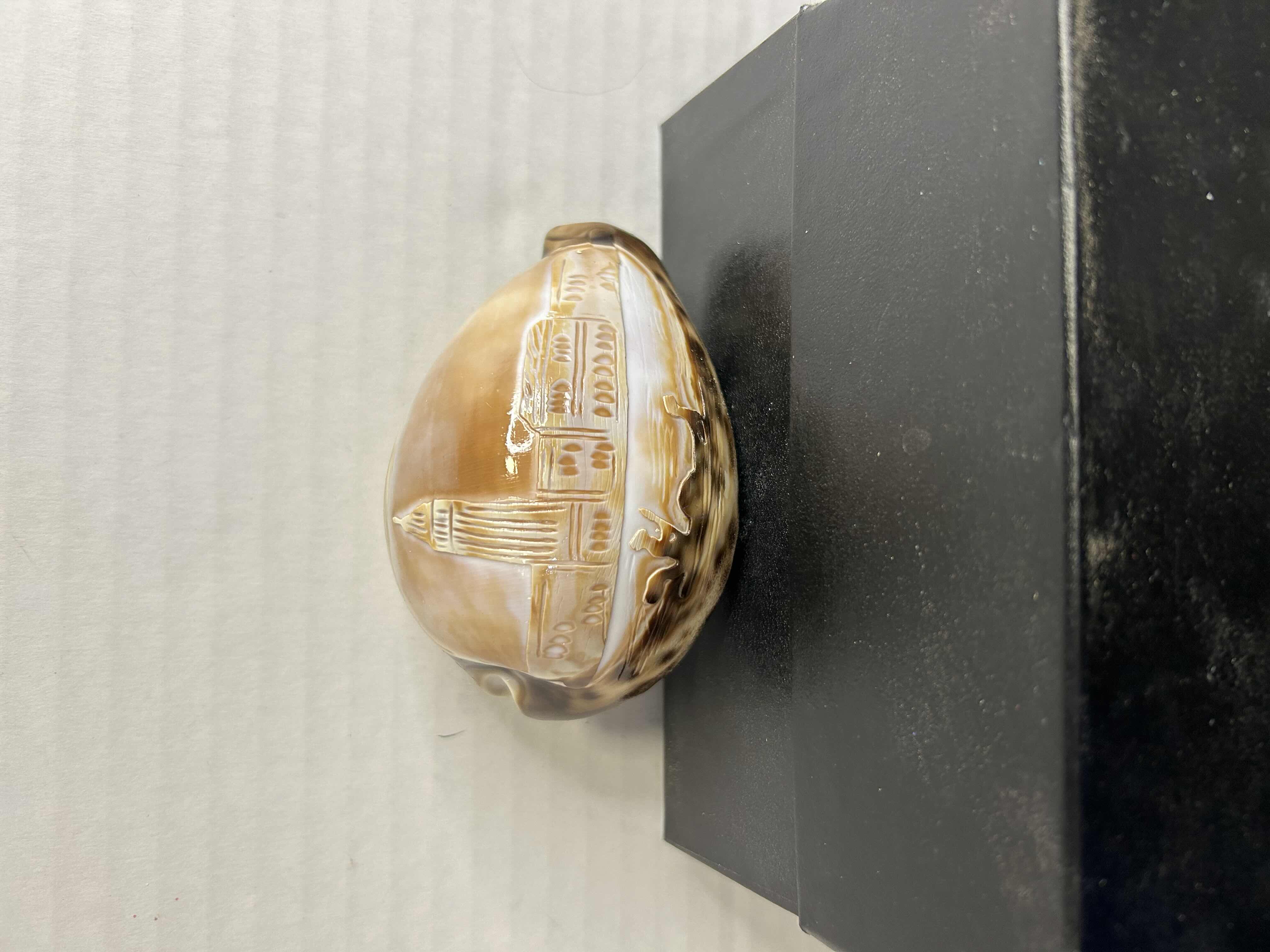 Photo 1 of NIB ENGRAVED LANDSCAPE ON TIGER COWRIE SHELL, MADE IN ITALY