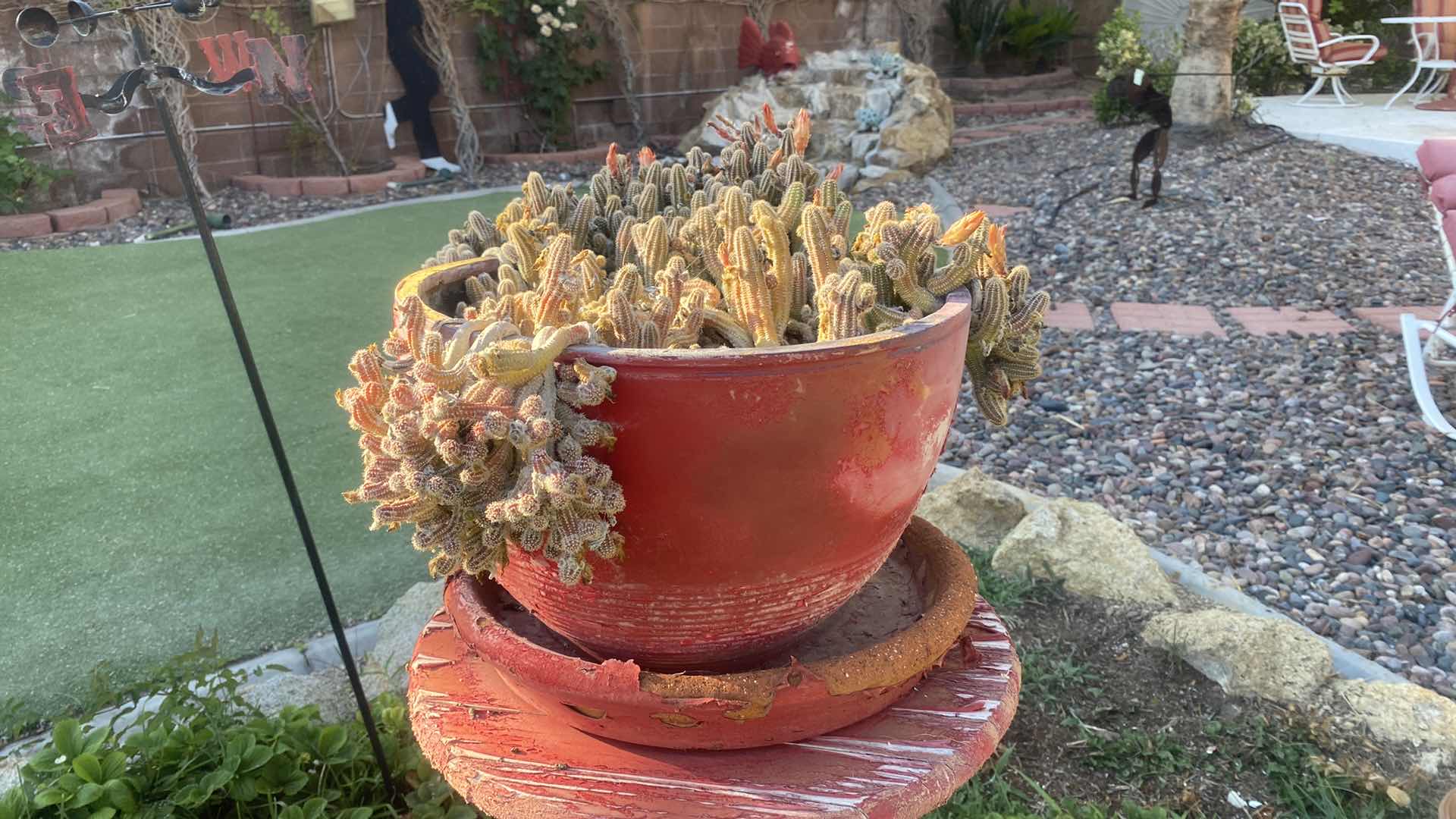 Photo 2 of CACTUS IN POT 17”