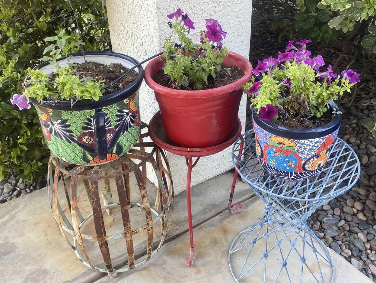 Photo 1 of 3 PLANTS IN POTS LARGEST 14” x 10” INCLUDES PLANT STAND