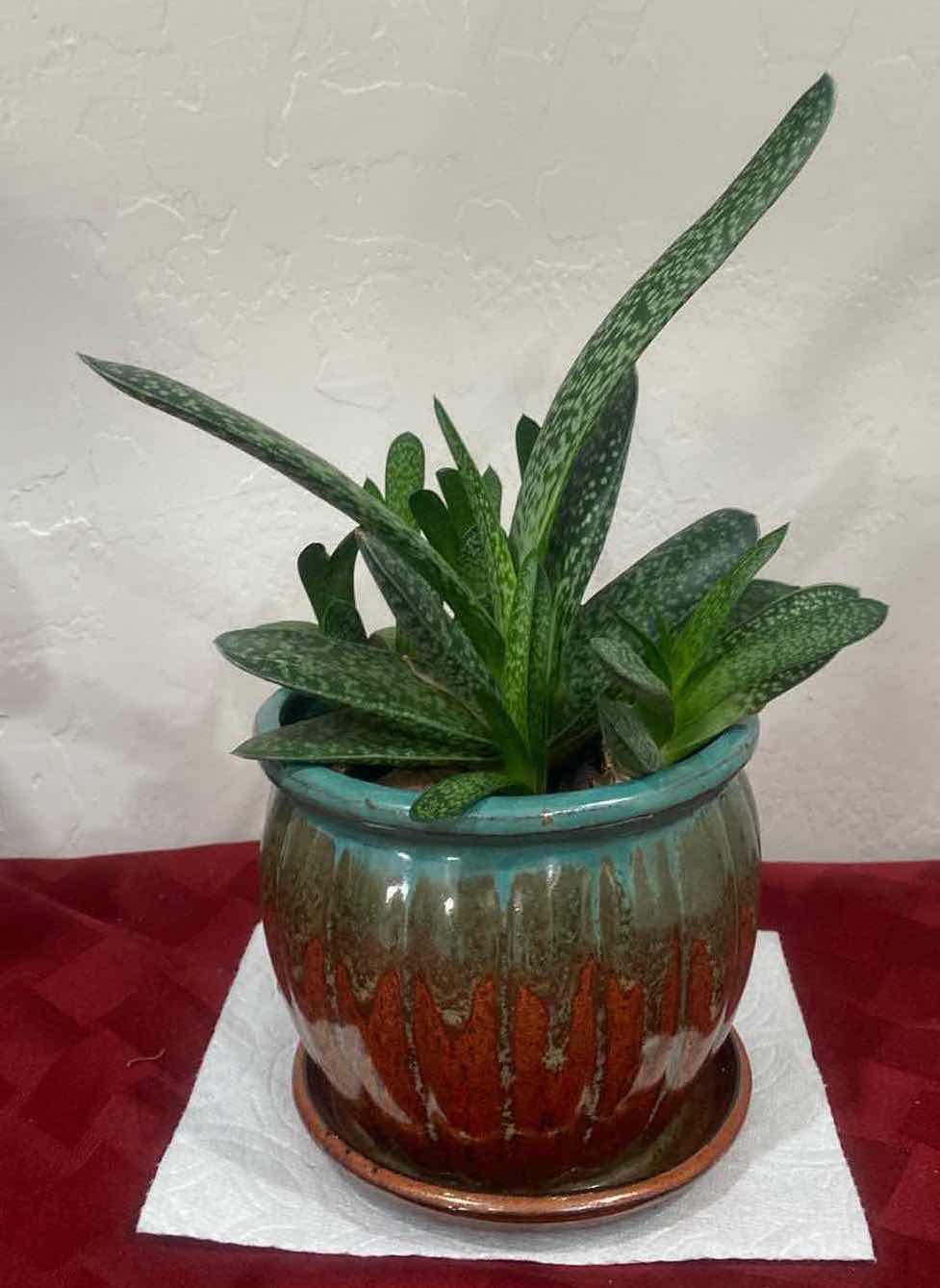 Photo 1 of LIVE PLANT IN CERAMIC DRIP POT 6” x 11”