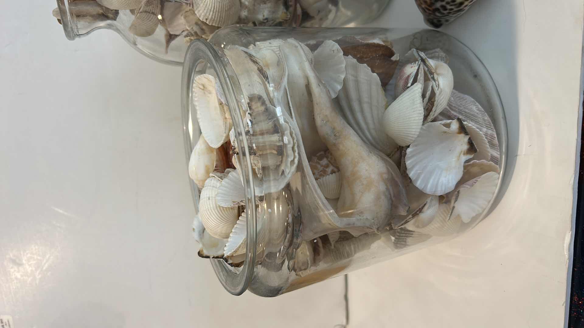 Photo 1 of 2 GLASS CONTAINERS WITH SHELLS ( TALLEST H 11”)