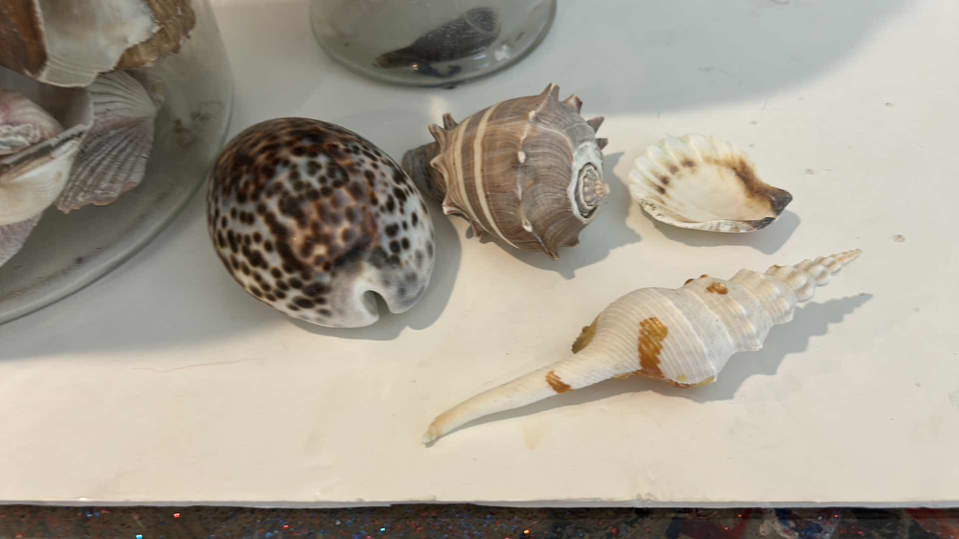 Photo 1 of 2 GLASS CONTAINERS WITH SHELLS ( TALLEST H 11”)