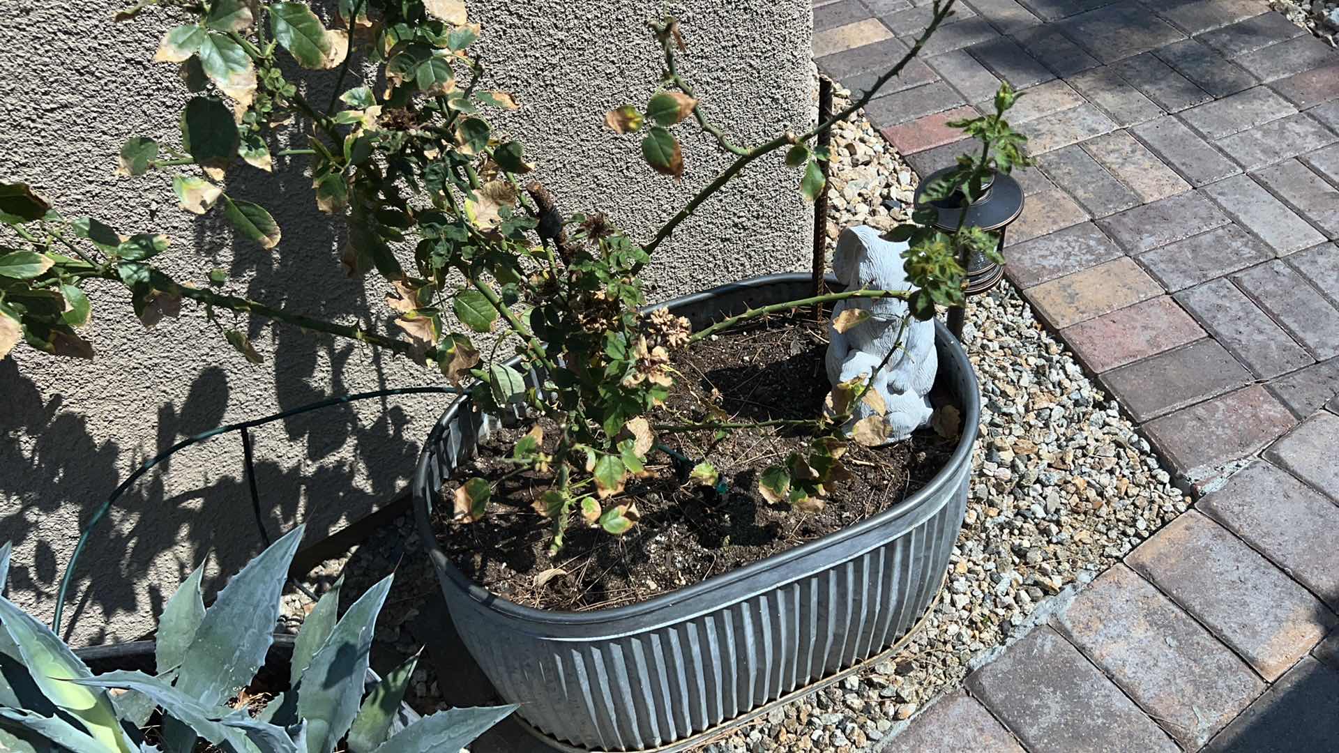 Photo 4 of METAL PLANTER TUB  26" x 15" H14" W LIVE ROSE BUSH & CERAMIC BUNNY