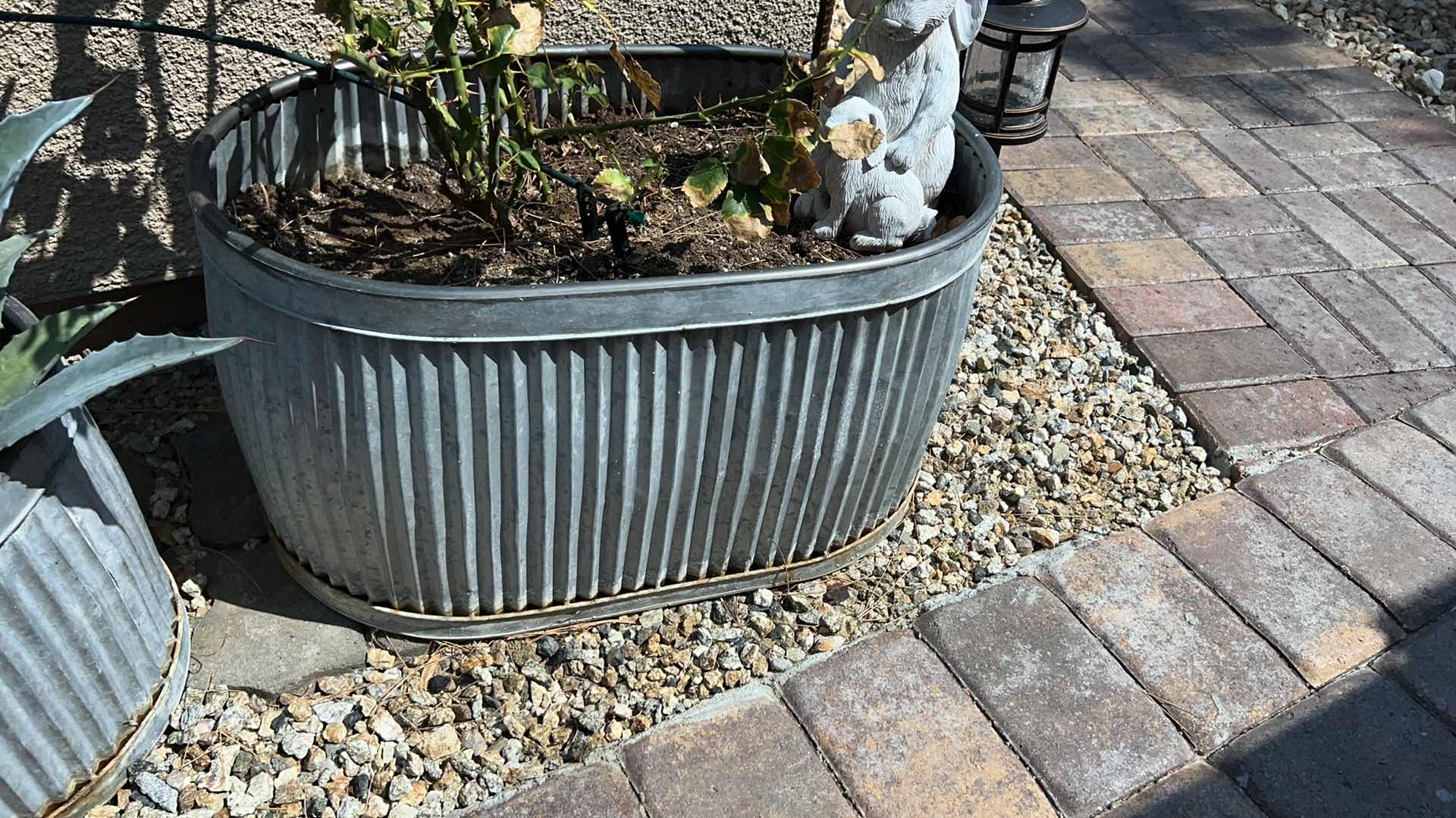 Photo 2 of METAL PLANTER TUB  26" x 15" H14" W LIVE ROSE BUSH & CERAMIC BUNNY