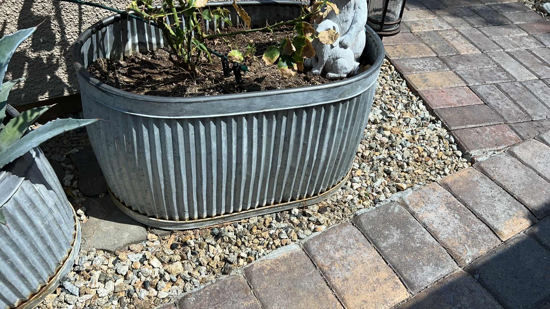 Photo 3 of METAL PLANTER TUB  26" x 15" H14" W LIVE ROSE BUSH & CERAMIC BUNNY