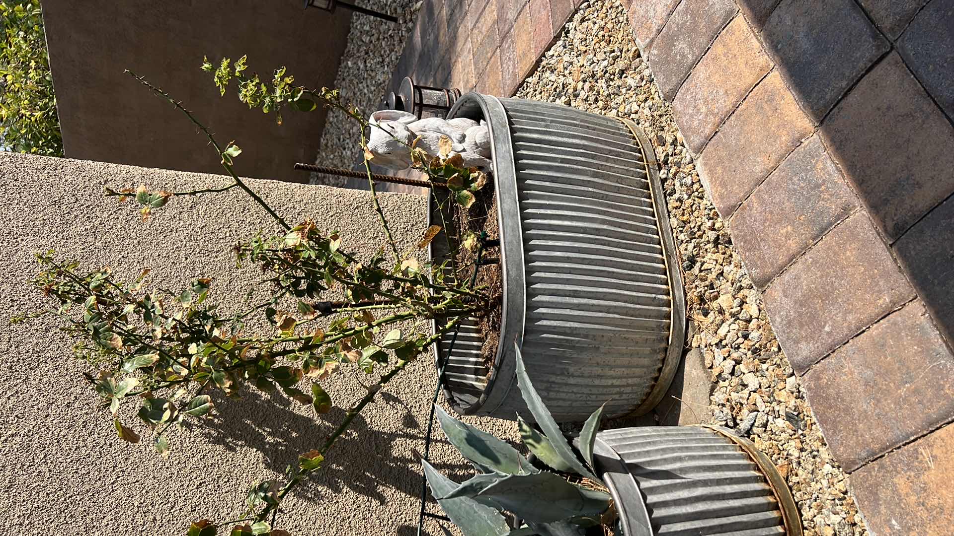 Photo 1 of METAL PLANTER TUB  26" x 15" H14" W LIVE ROSE BUSH & CERAMIC BUNNY