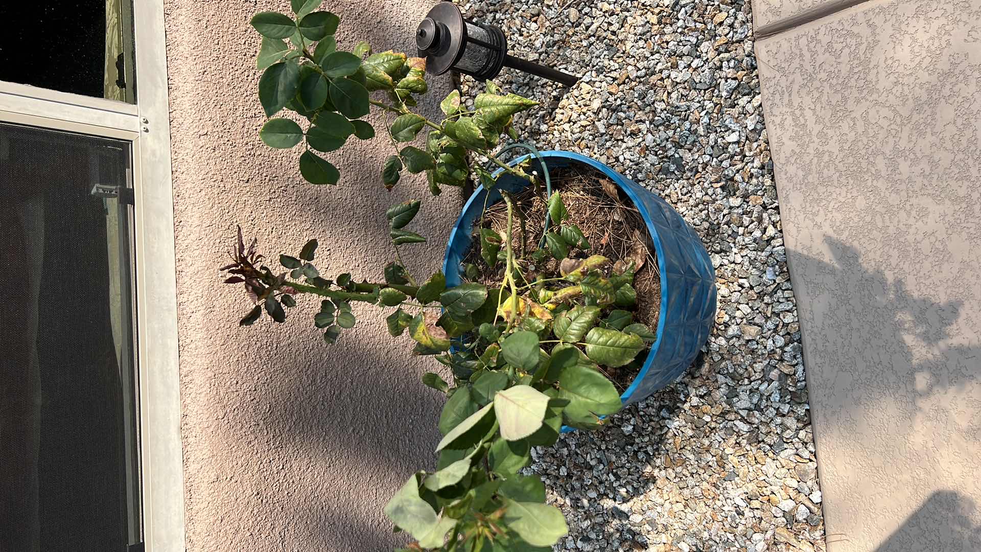 Photo 4 of BLUE POTTED LIVE ROSE BUSH PLANT (POT H14") HEAVY