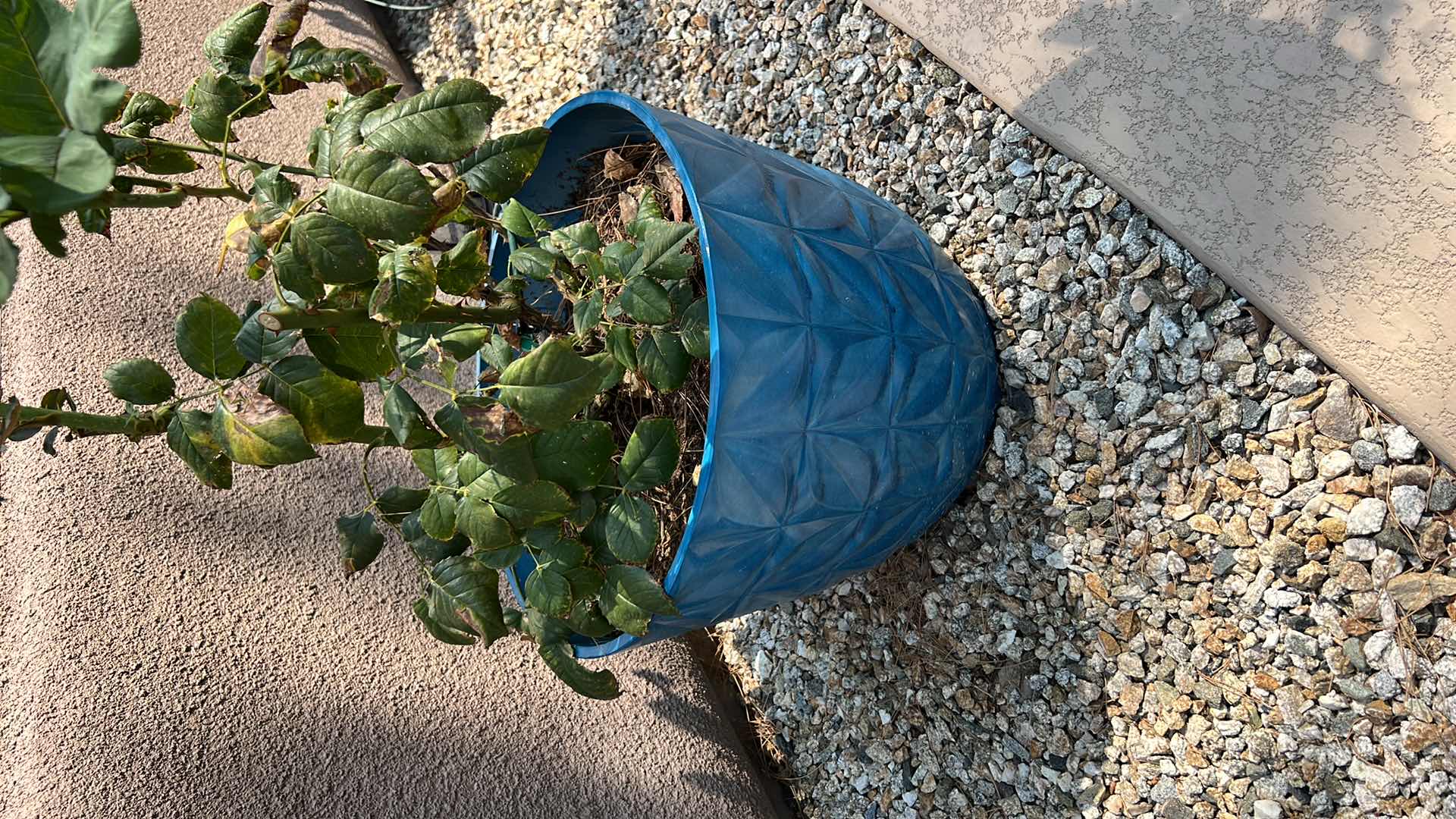 Photo 2 of BLUE POTTED LIVE ROSE BUSH PLANT (POT H14") HEAVY