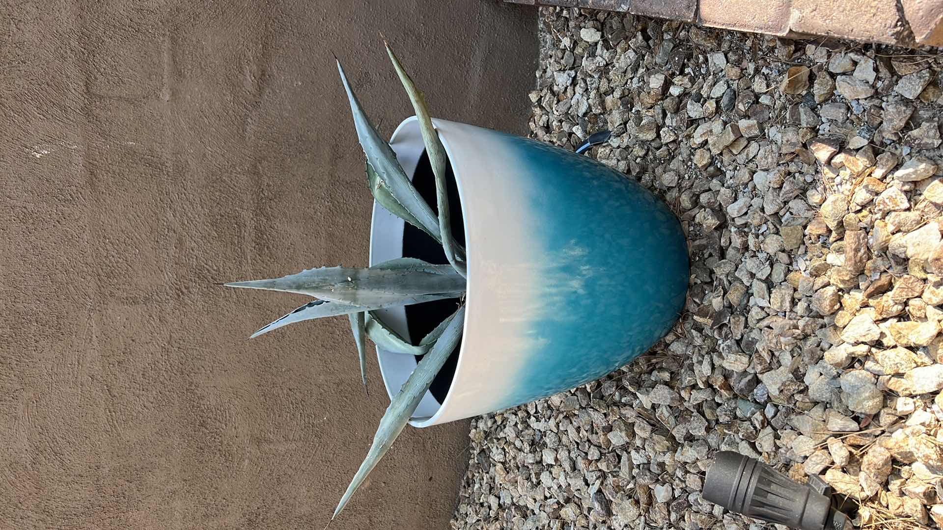 Photo 1 of BLUE POTTED LIVE CACTUS PLANT (POT H15") HEAVY