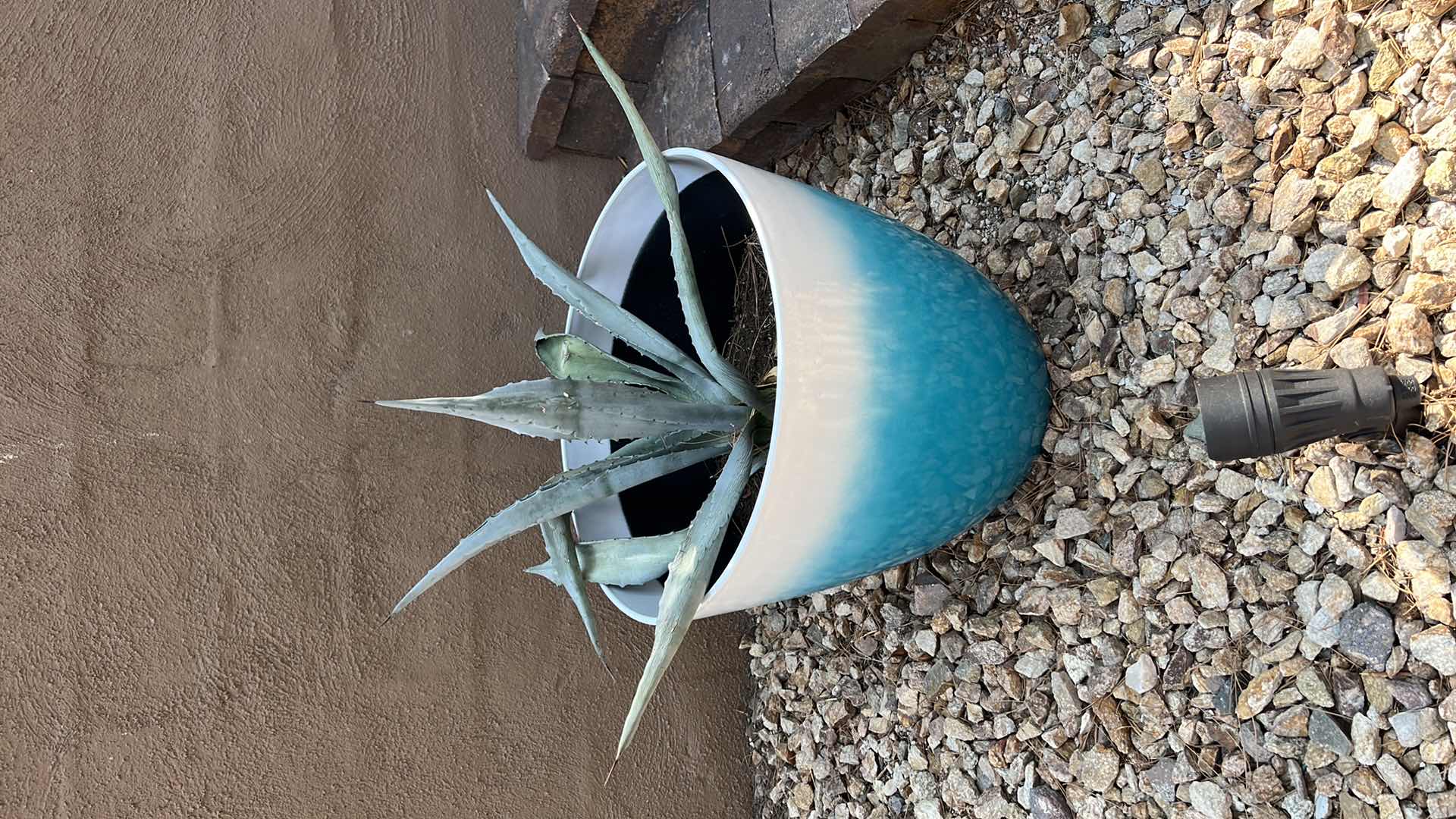 Photo 3 of BLUE POTTED LIVE CACTUS PLANT (POT H15") HEAVY