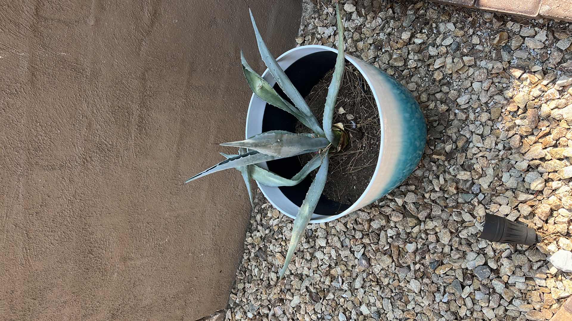 Photo 2 of BLUE POTTED LIVE CACTUS PLANT (POT H15") HEAVY