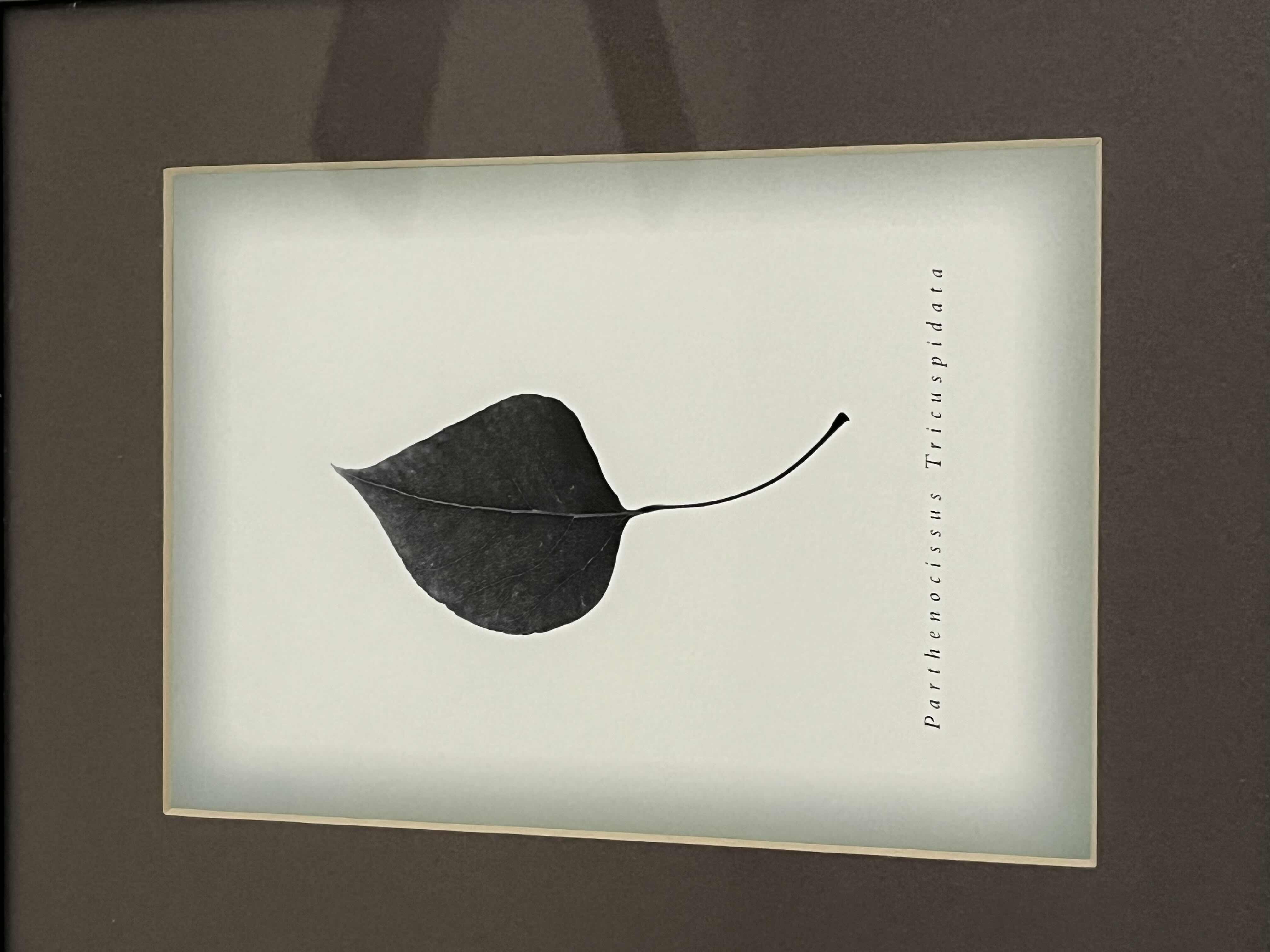 Photo 1 of WORLD MARKET BERKSHIR PARTHENOCISSUS TRICUSPIDATA 8.5” X 10.5”