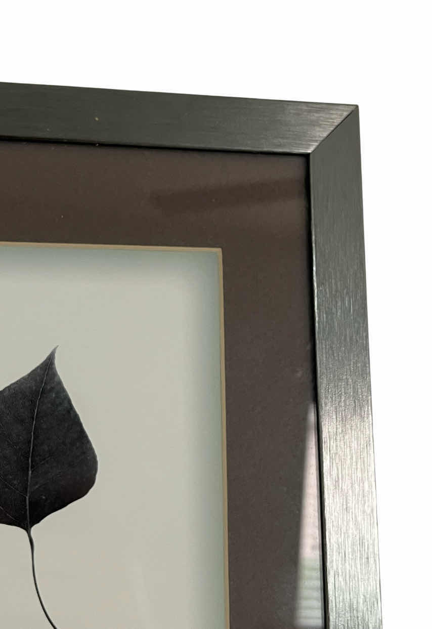 Photo 1 of WORLD MARKET BERKSHIR PARTHENOCISSUS TRICUSPIDATA 8.5” X 10.5”