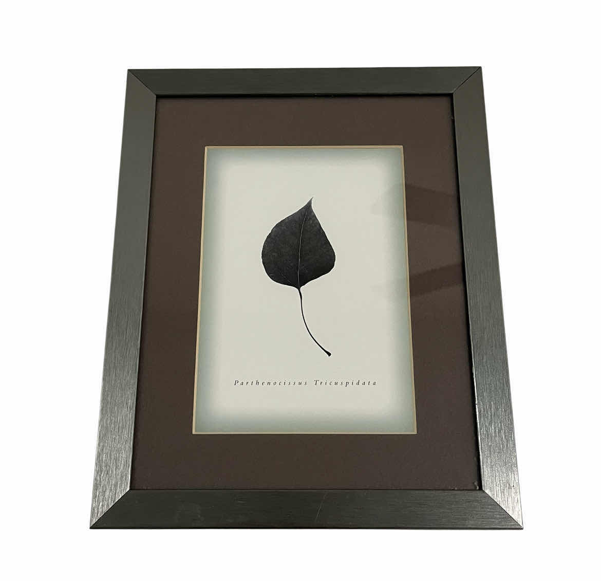 Photo 1 of WORLD MARKET BERKSHIR PARTHENOCISSUS TRICUSPIDATA 8.5” X 10.5”
