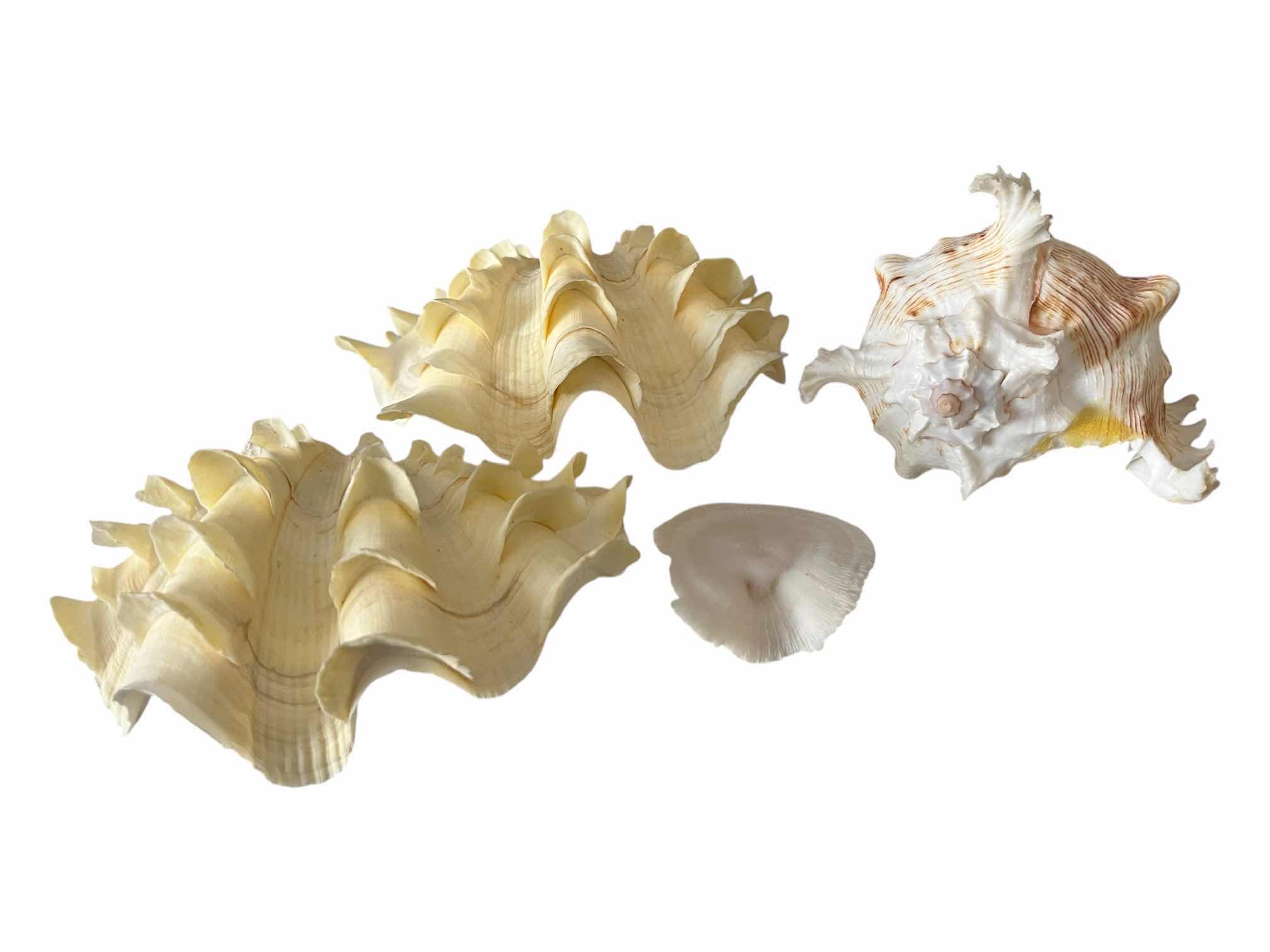 Photo 1 of FLUTED CLAM & MUREX SEASHELL DECOR