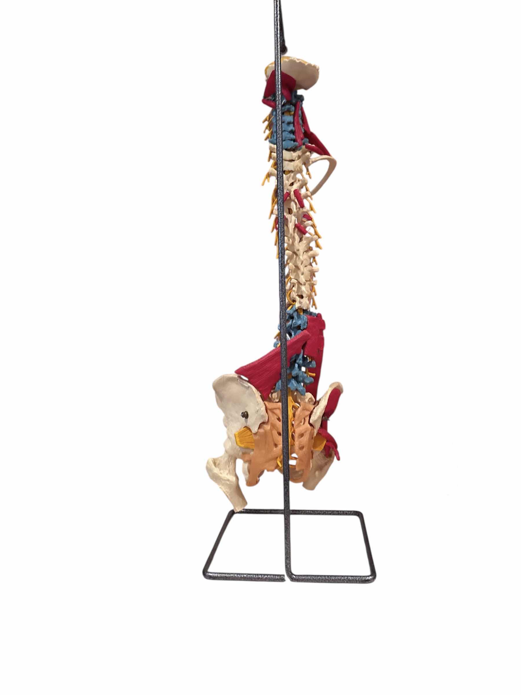 Photo 1 of ANATOMY AND PHYSIOLOGY SKELETAL MUSCLE