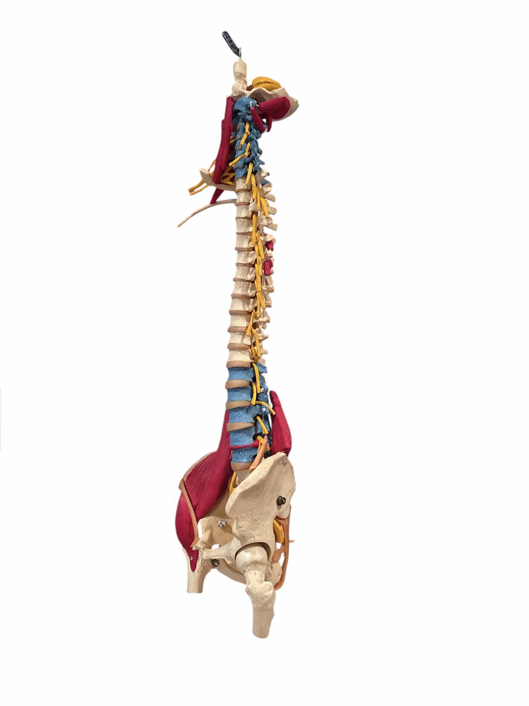 Photo 1 of ANATOMY AND PHYSIOLOGY SKELETAL MUSCLE
