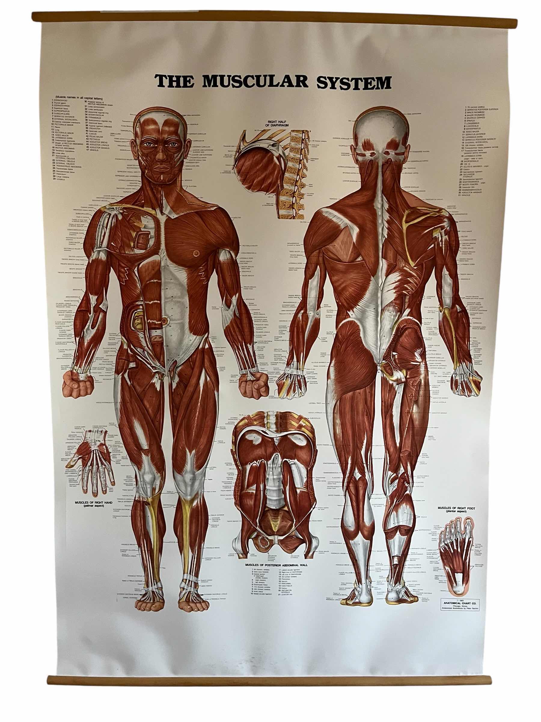 View 1 of ANATOMICAL CHART CO. THE MUSCULAR SYSTEM ANATOMICAL ILLUSTRATIONS BY PETER BACHIN YR’ 1983 POSTER 42” X 61”