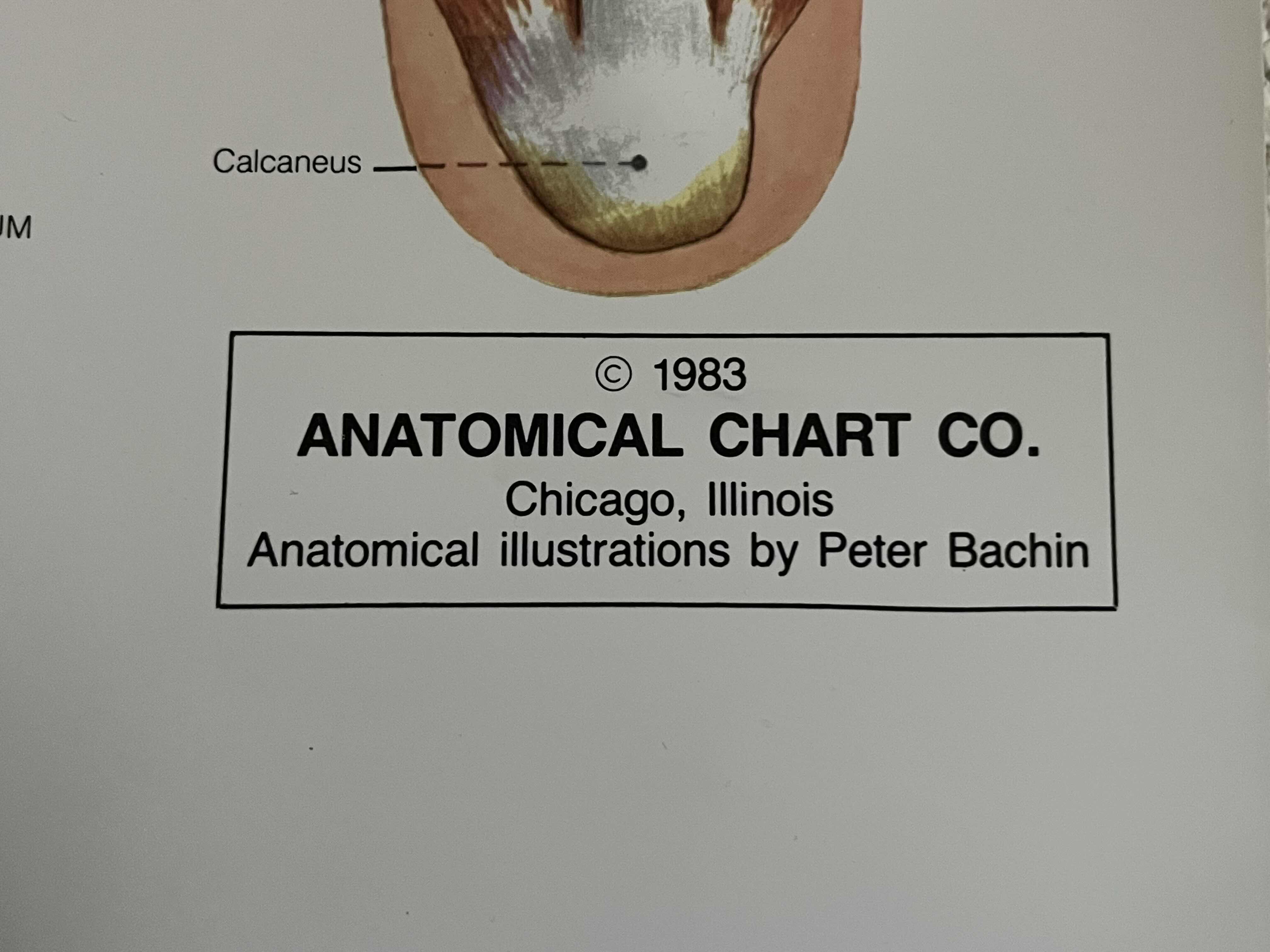 View 4 of ANATOMICAL CHART CO. THE MUSCULAR SYSTEM ANATOMICAL ILLUSTRATIONS BY PETER BACHIN YR’ 1983 POSTER 42” X 61”