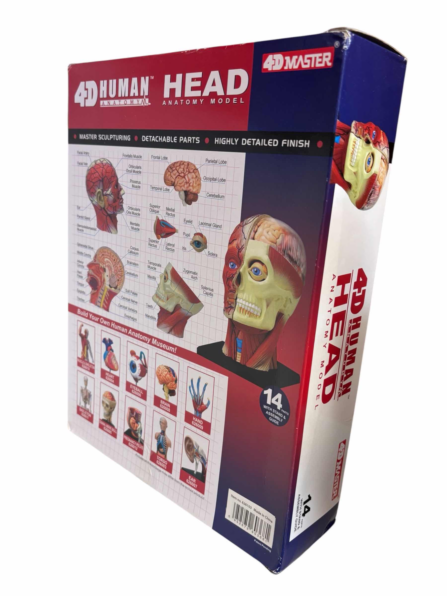 Photo 1 of 4D MASTER 4D HUMAN ANATOMY HEAD MODEL W DETACHABLE PARTS & STAND