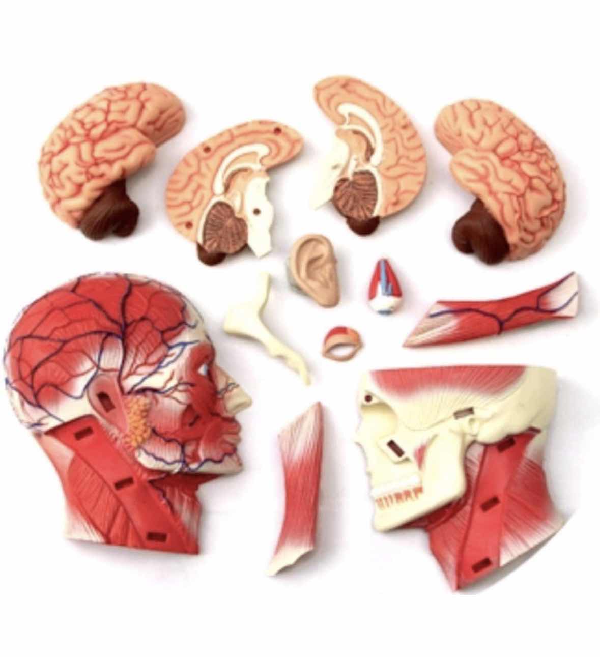 Photo 1 of 4D MASTER 4D HUMAN ANATOMY HEAD MODEL W DETACHABLE PARTS & STAND